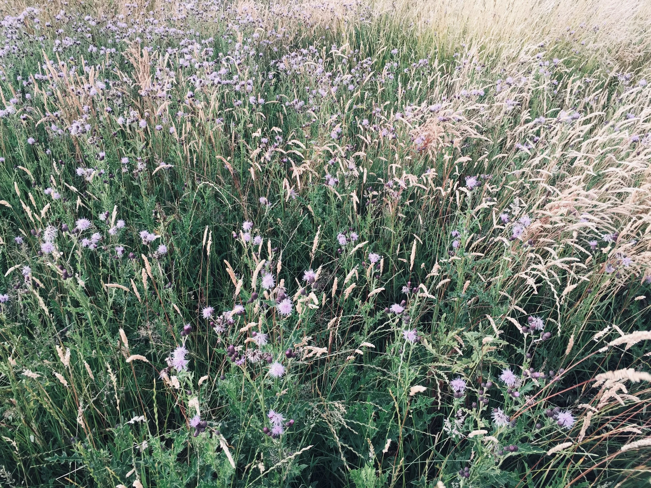 Autumn grass.jpg
