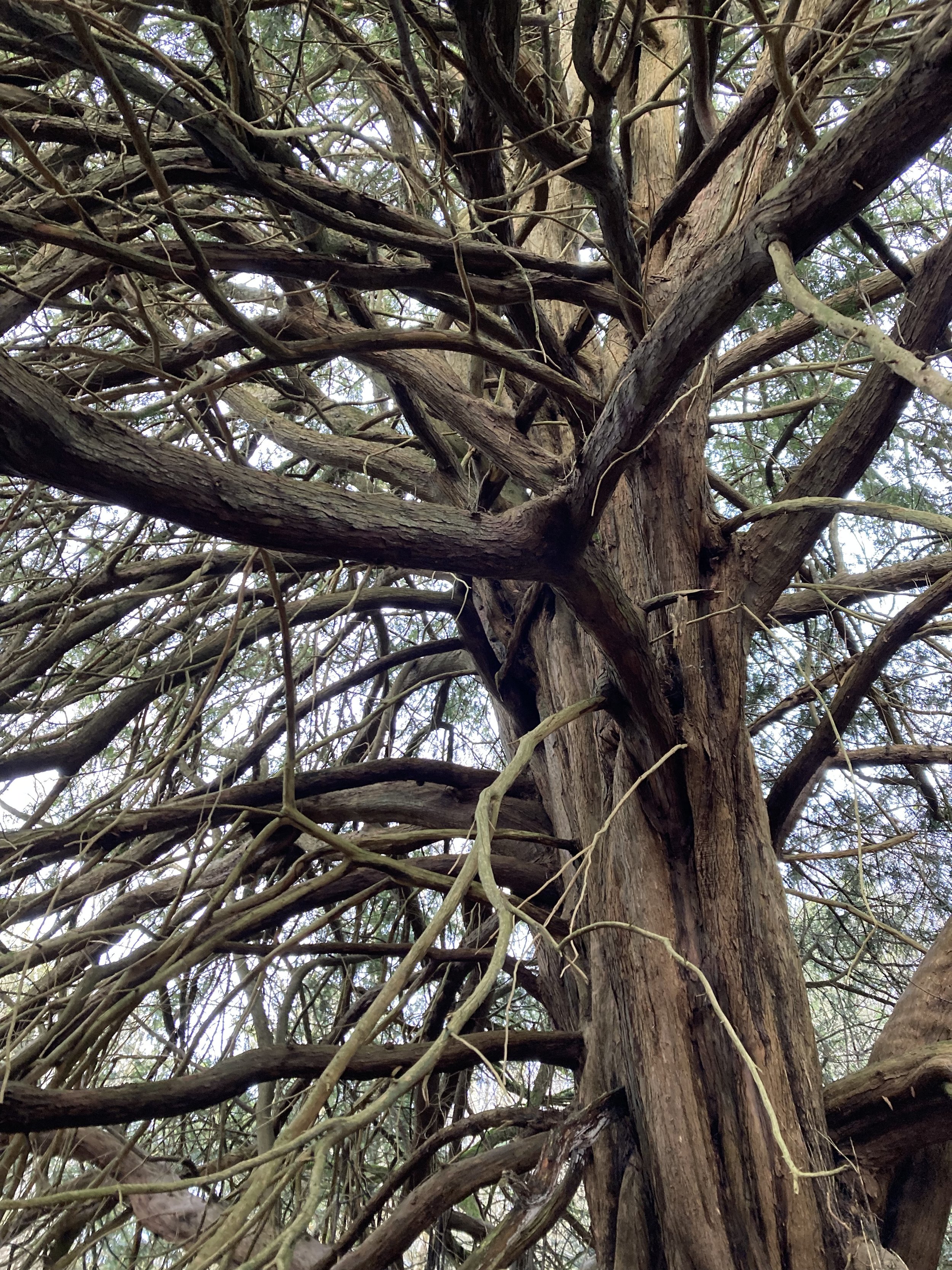 Close up photo of a tree trunk growing dense branches in all directions