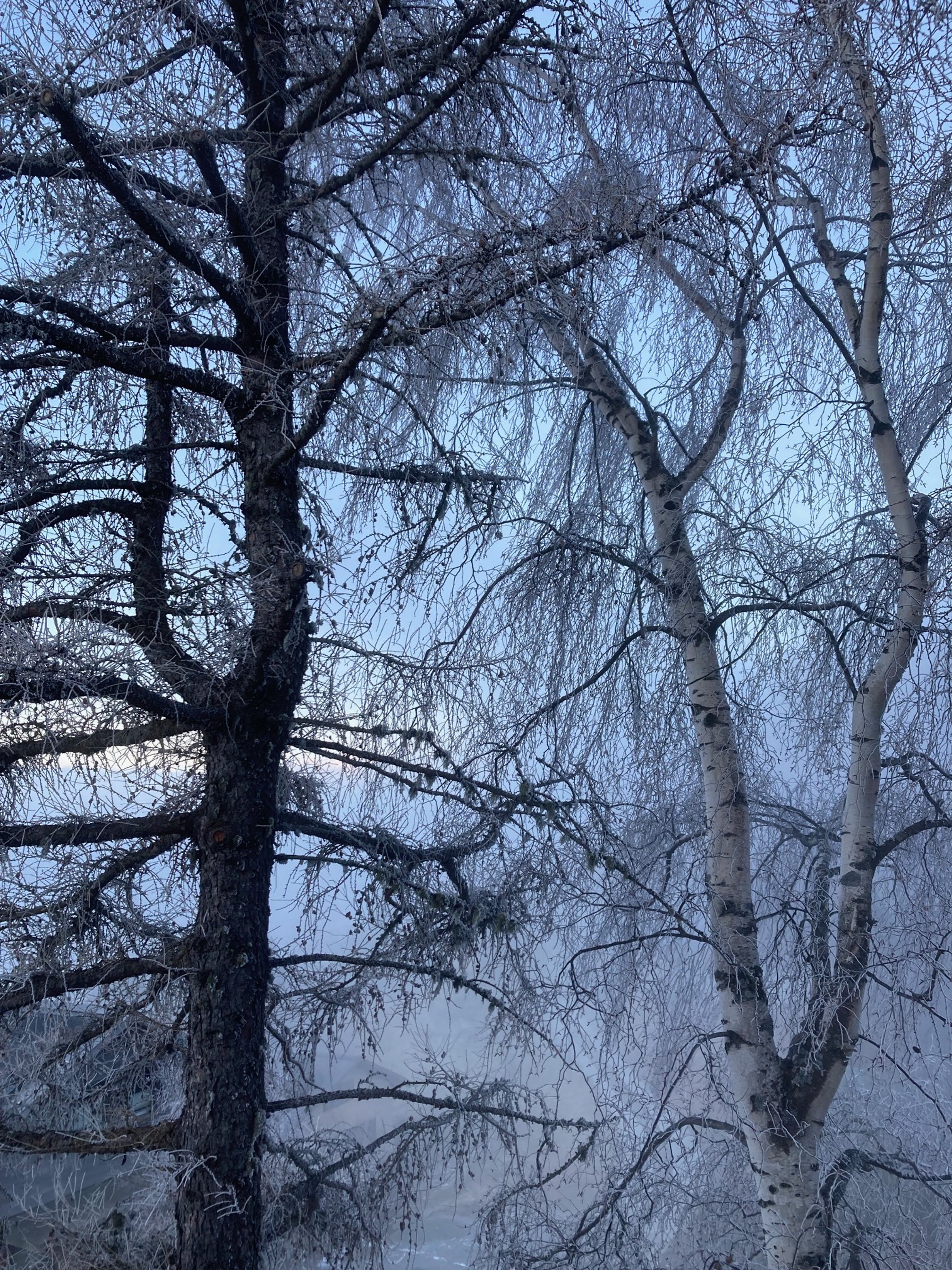Photo of two bare winter trees against a foggy grey-blue sky