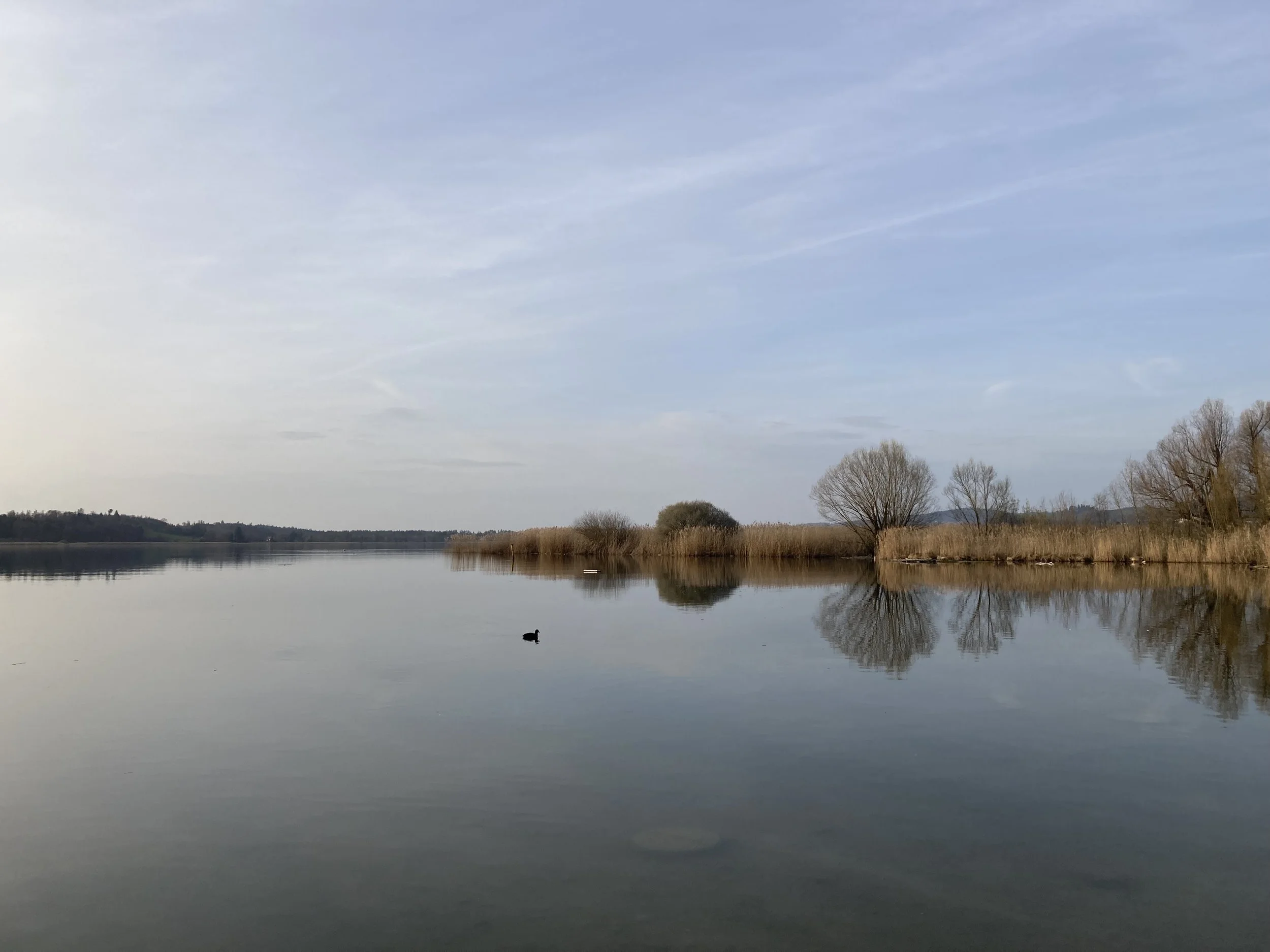Photo of a still lake with brown reed on its shores, a single duck swimming on the water and a cloudy sky above