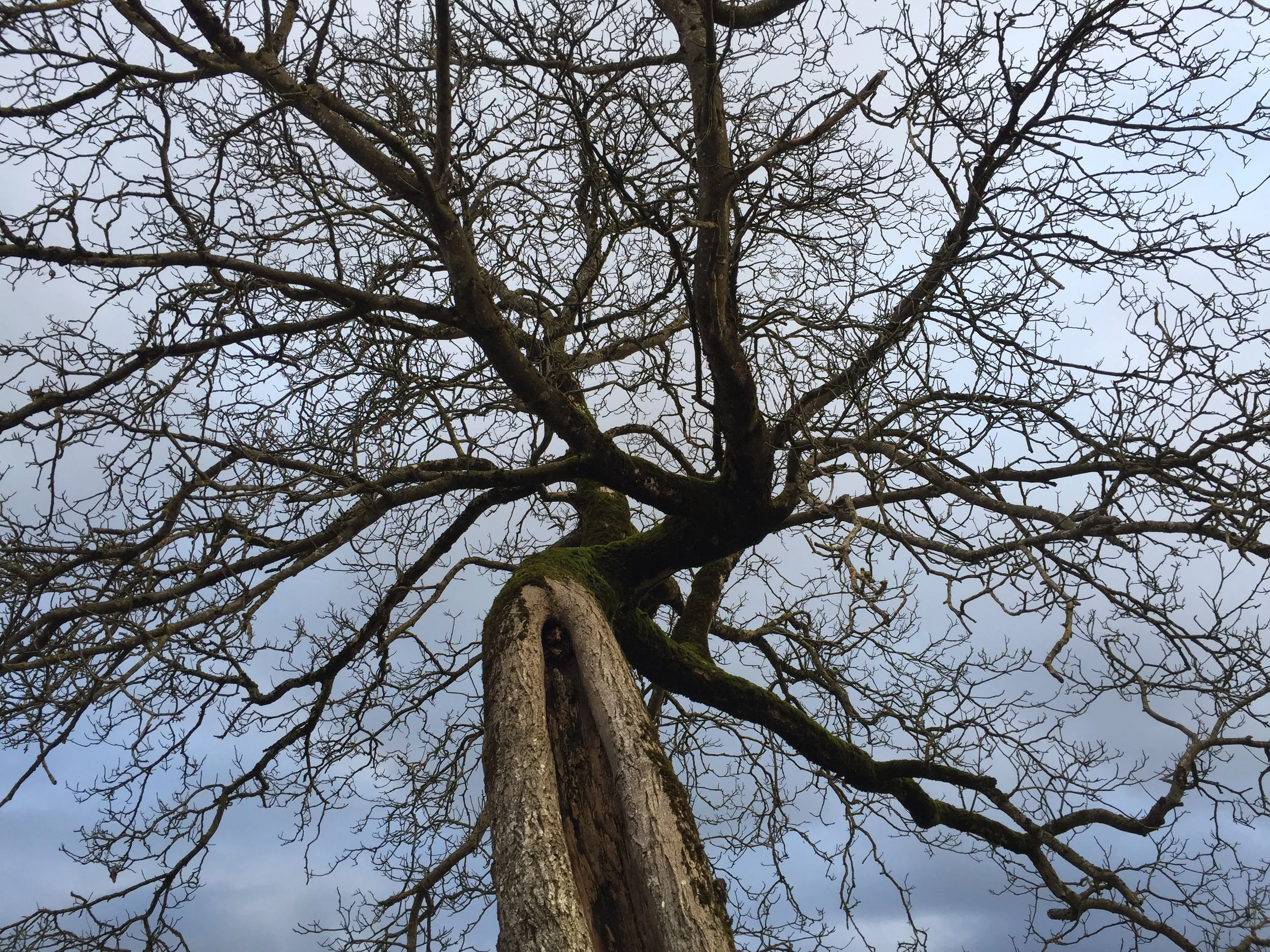 Root down to rise up (personalised practice)