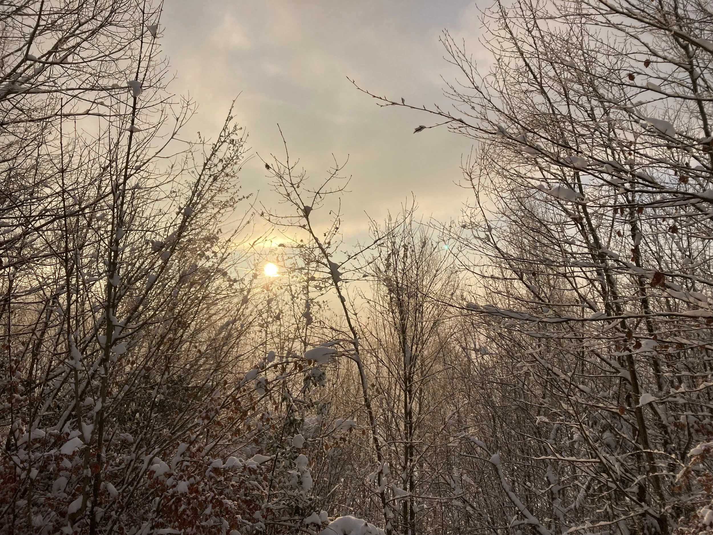 Photo of tree branches covered in snow against a cloudy sky with the sun peaking out from a gap in the clouds, turning the sky slightly yellow.