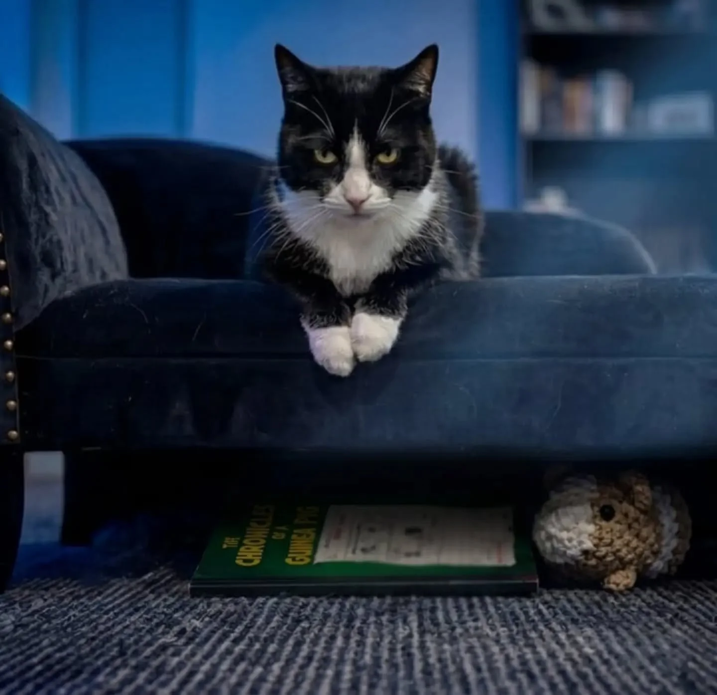 🍀What if a tiny clover could turn into your biggest fear? 🍀

In The Chronicles of a Guinea Pig, Felicia&rsquo;s playful imagination sends Riffraff into a spiral, what starts as a simple moment on the patio quickly becomes something much bigger&hell