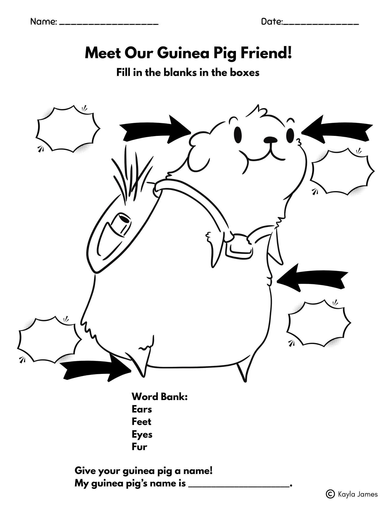 Meet our Guinea Pig Friend K-1.jpg