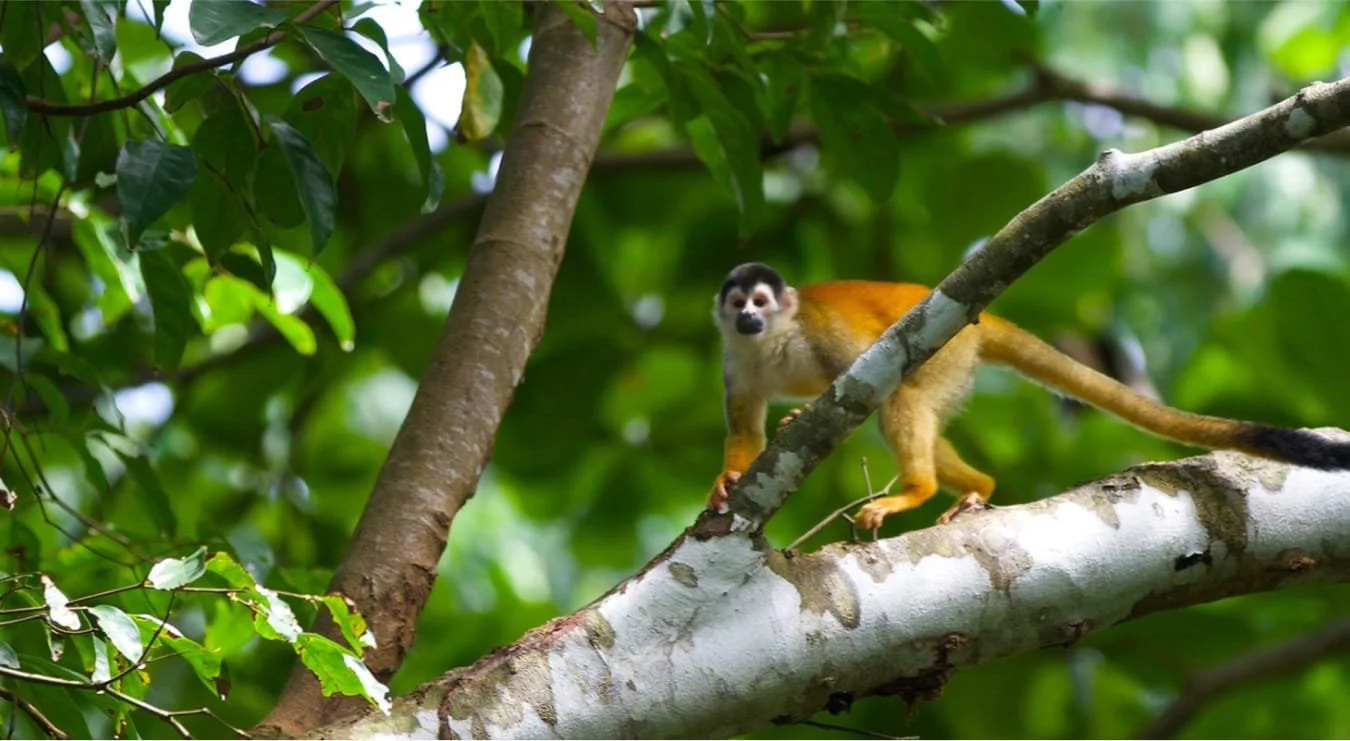 Wildlife-Hero.jpg