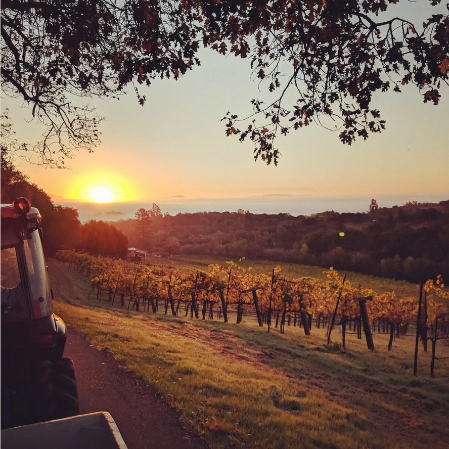 Davis FV - Sunset over Vineyard.jpg