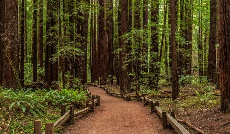 Armstrong Redwood Forest.jpg