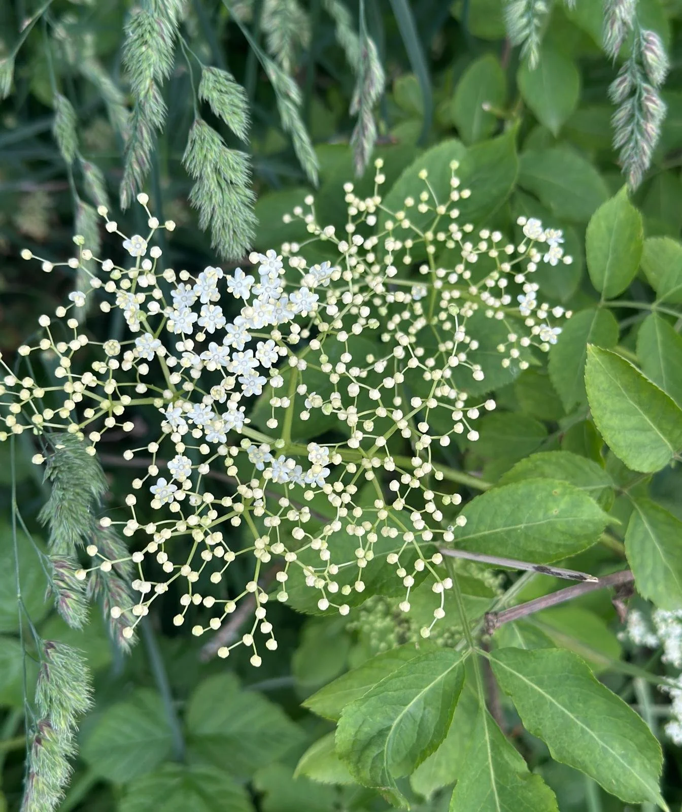 Elderflower photo.jpeg