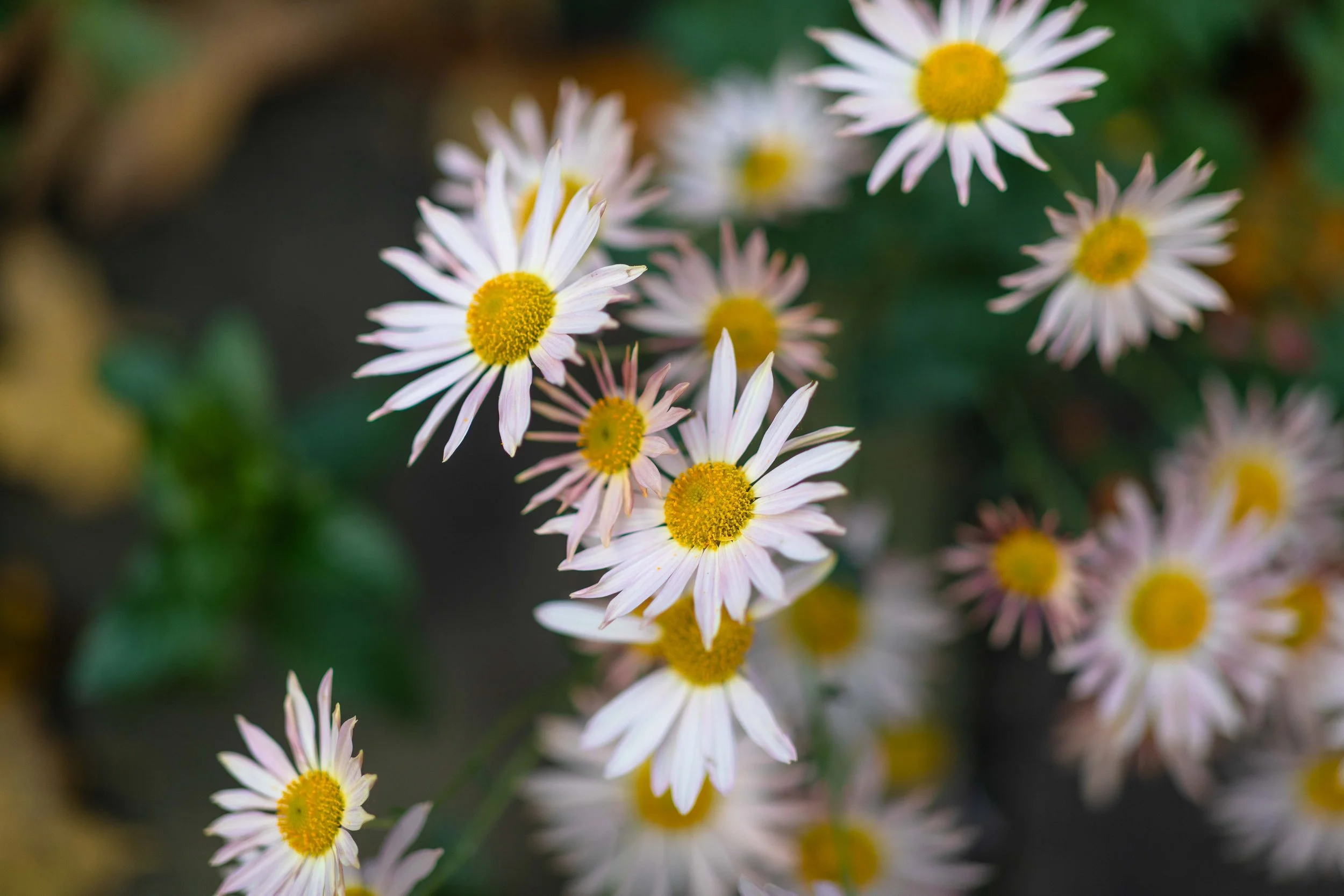 New Moon in Capricorn: Building a Sacred Foundation for What Comes Next