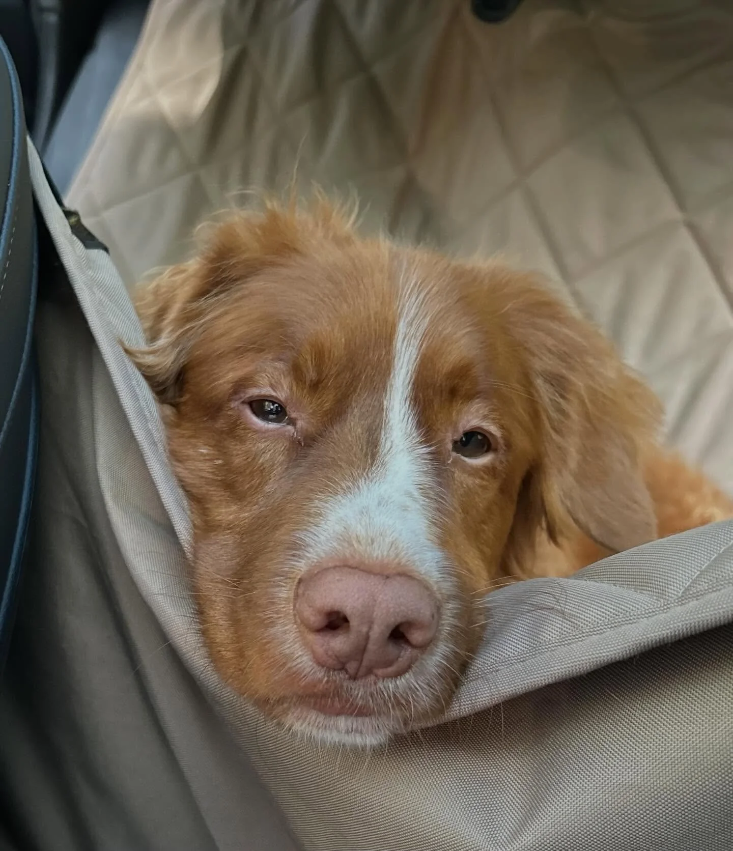 My personal walk-through this past month has been deeply transformative. As I shared this morning about the energy of the week ahead, I also wanted to share my loss, which I believe will teach me so much about compassion. After taking the weekend off