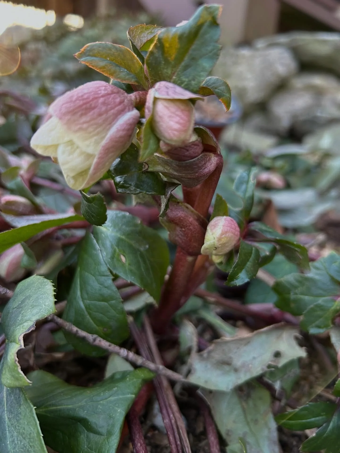 &ldquo;May you attract people who bring fun, joy, and security into your life.&rdquo;
Yung Pueblo

Happy Spring Soltisce
 Mantra 
Honor the balance between rest and action💫🙃

As we transition from the fluid waters of imagination and emotional waves