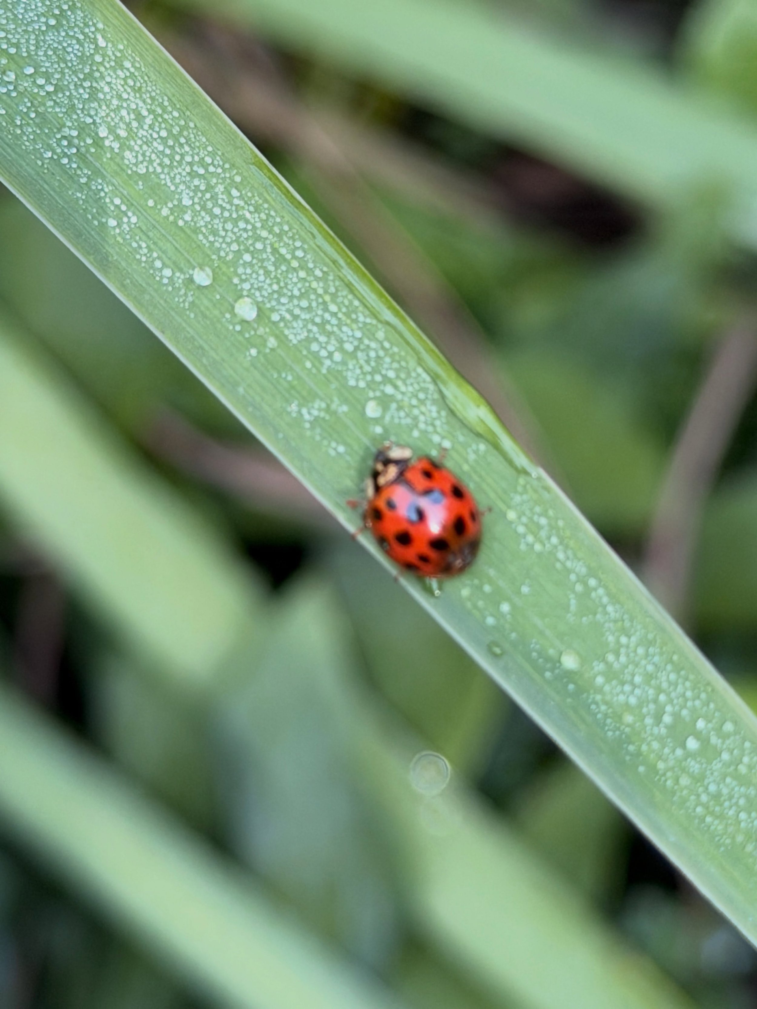 Venus moves into Virgo at 24 degrees!
Ruler is Mercury. Shifting our focus to practical relationships with an intention to communicate from an embodied perspective. Earthy:-) Steady growth and smart financial planning! Seeing this ladybug this mornin