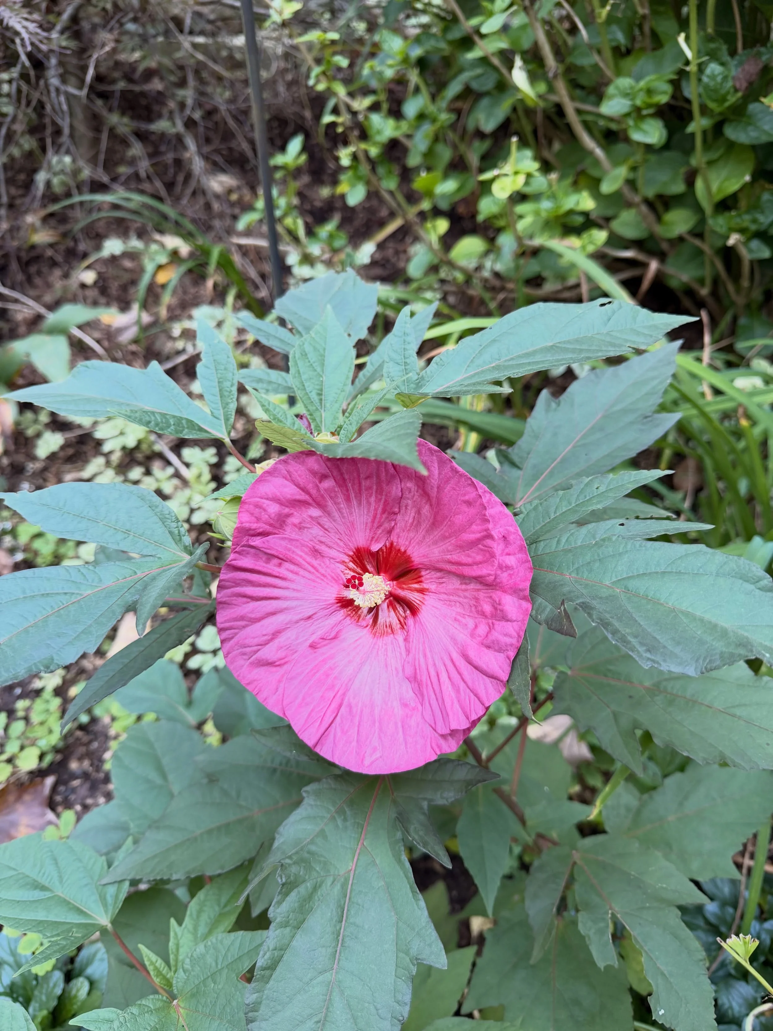 Nature surprises us with her beauty. I didn&rsquo;t think my hibiscus would come back this year, but yesterday, before the change of seasons (the equinox), one beautiful flower of joy bloomed.

#joy #simple #nature #astologywllenesscoaching