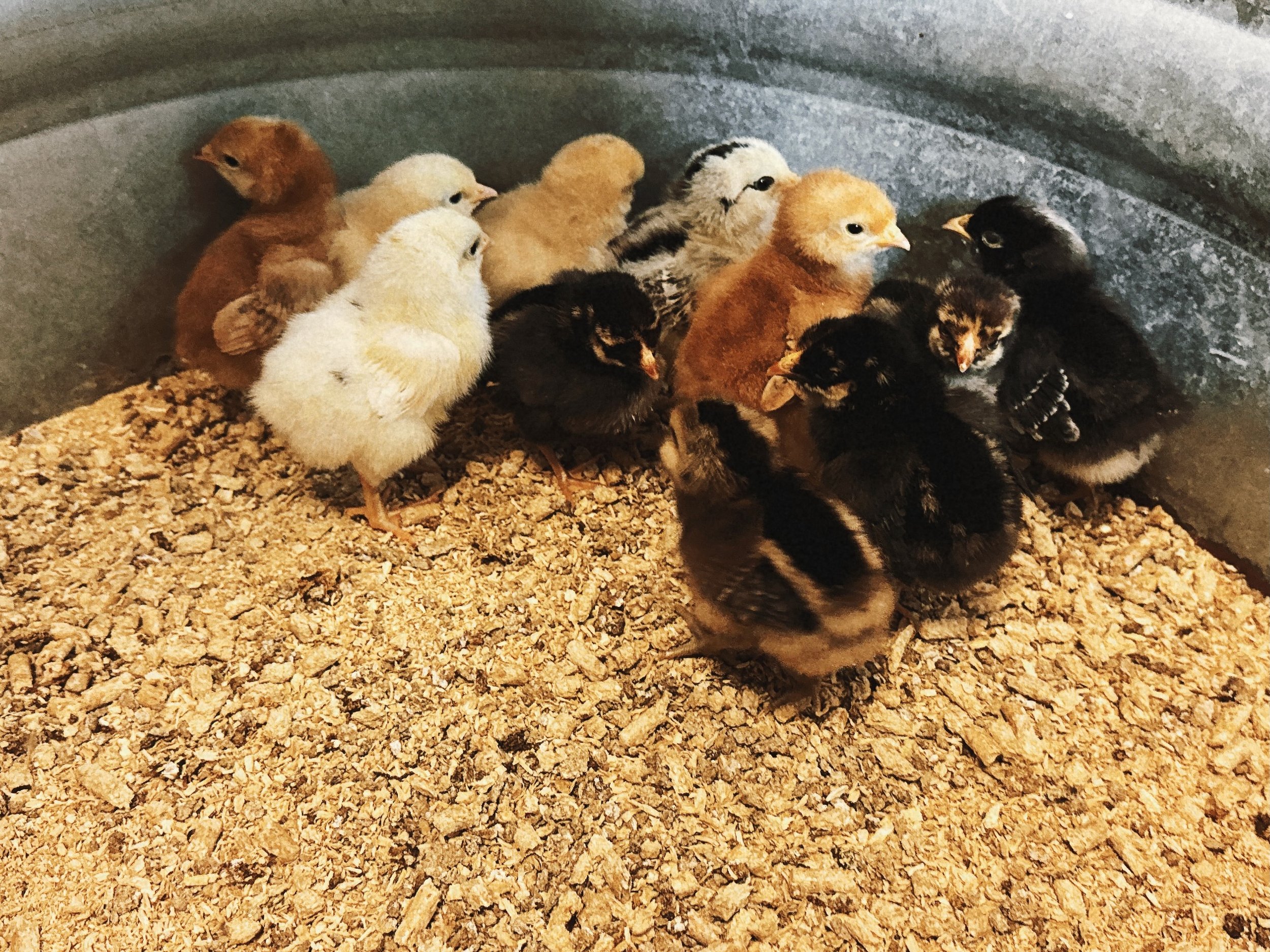 New Chicks! 
