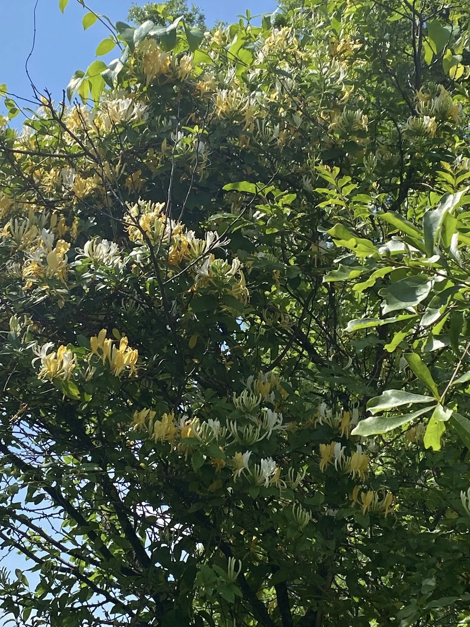 A tree with green leaves and clusters of yellow and white honeysuckle flowers against a blue sky.