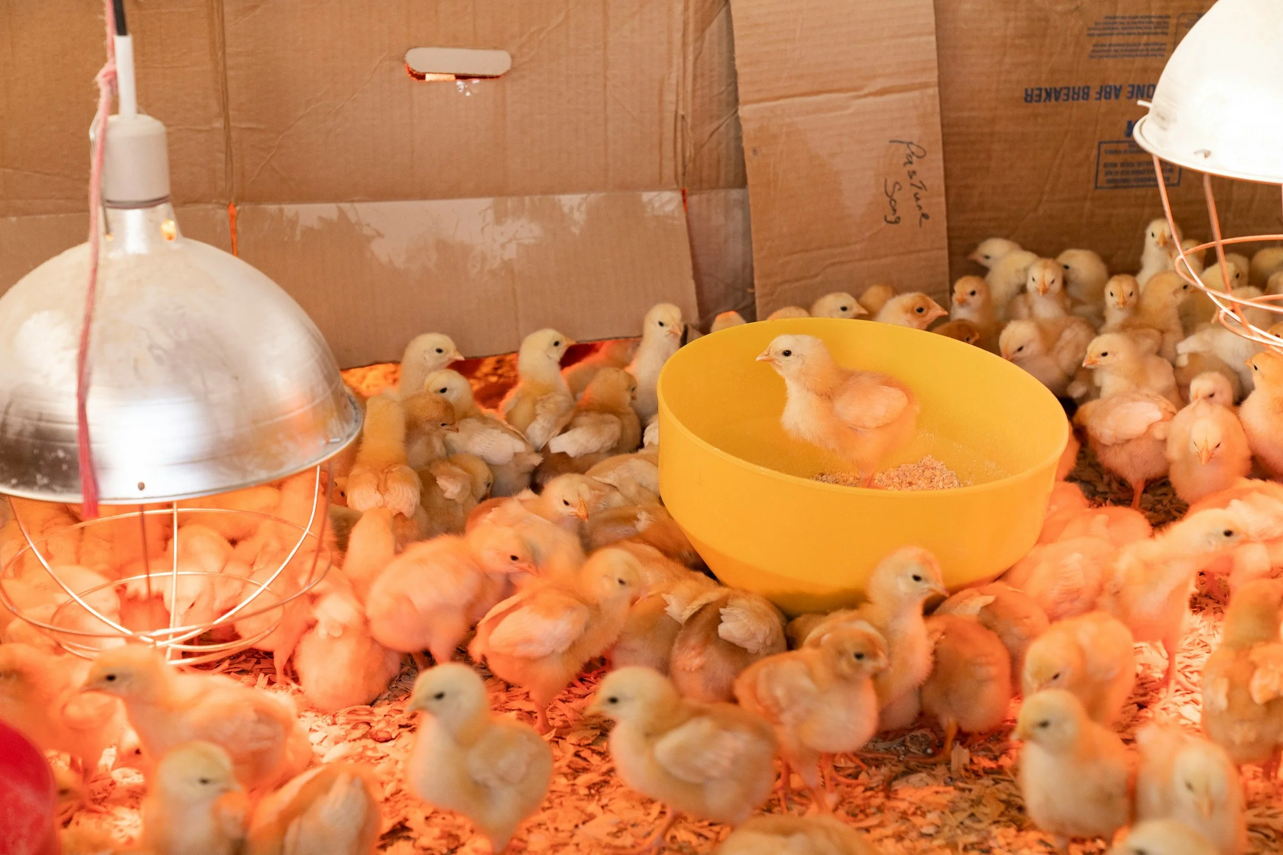 A large group of baby chicks inside a cardboard enclosure with heat lamps and a yellow water container.