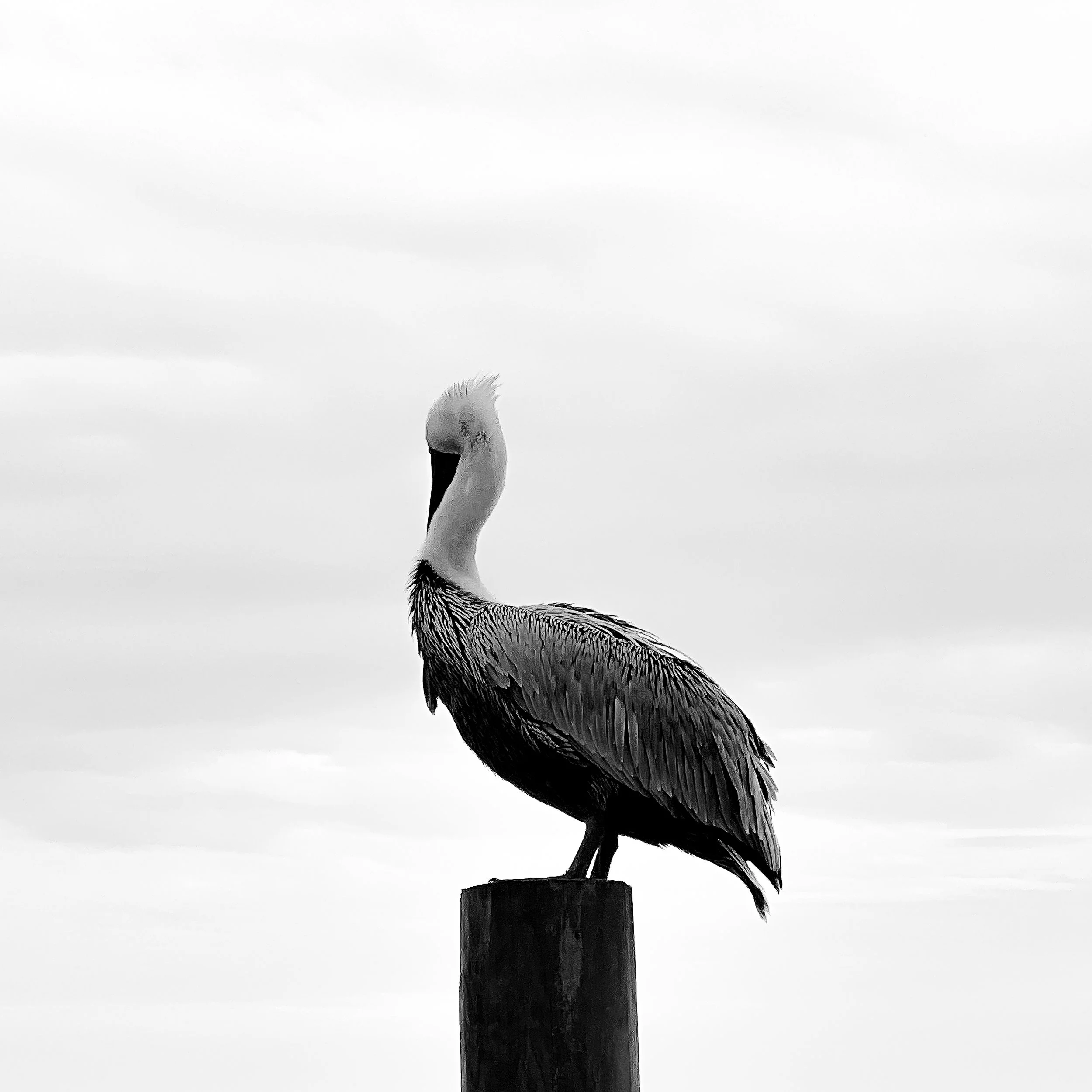 Pelican Web.jpg