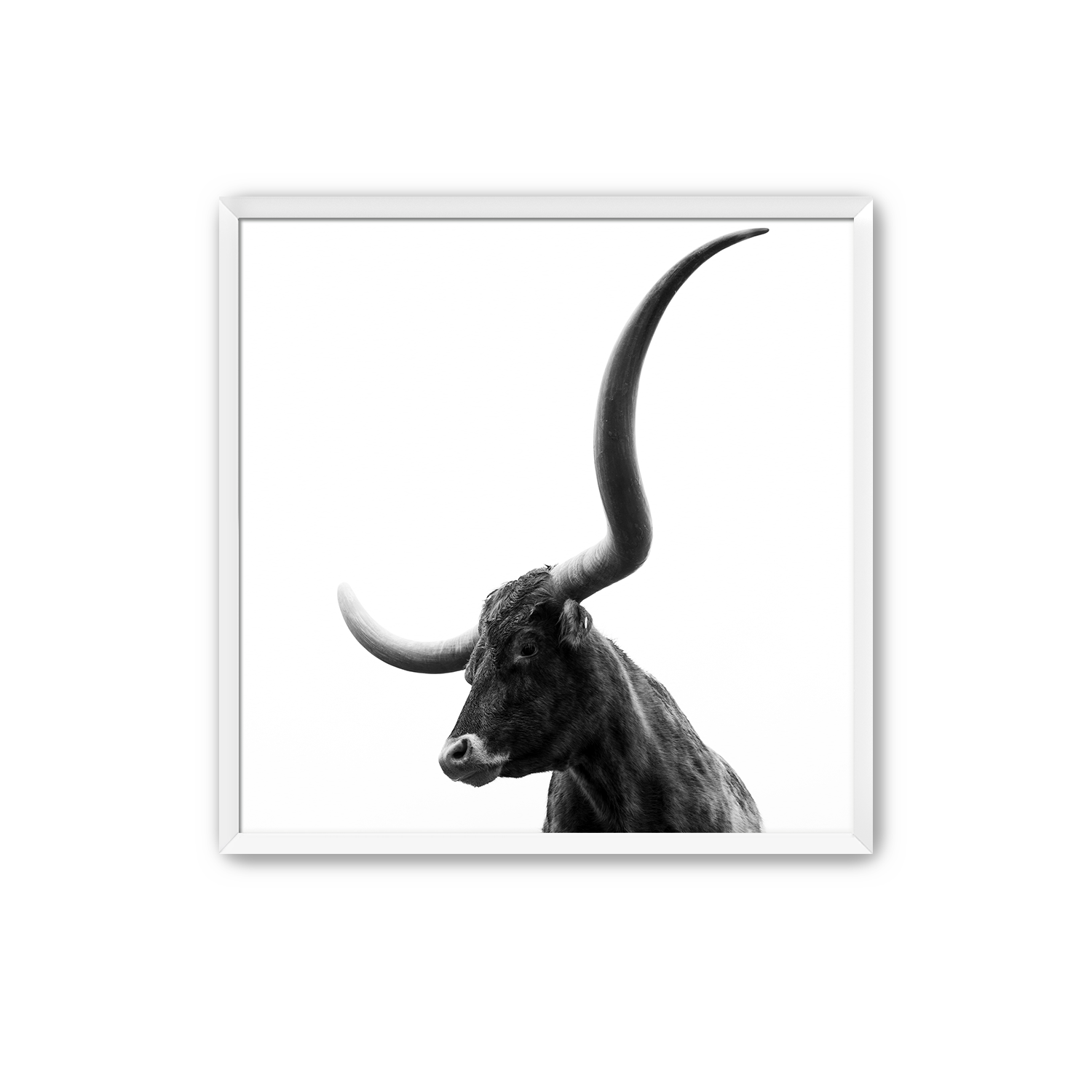 JC The Judge White Frame.png