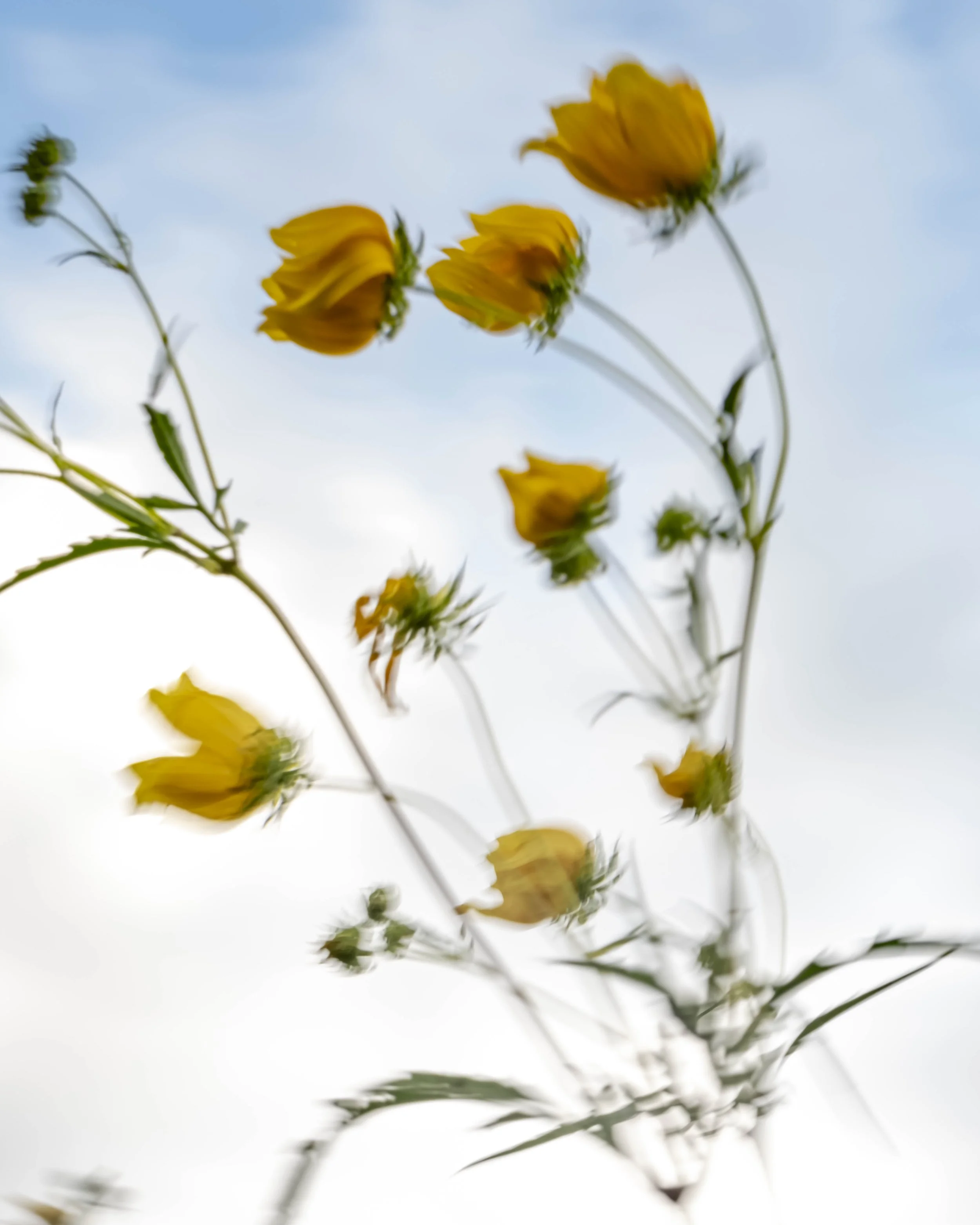 September Wild Sam Angel - 30.jpg