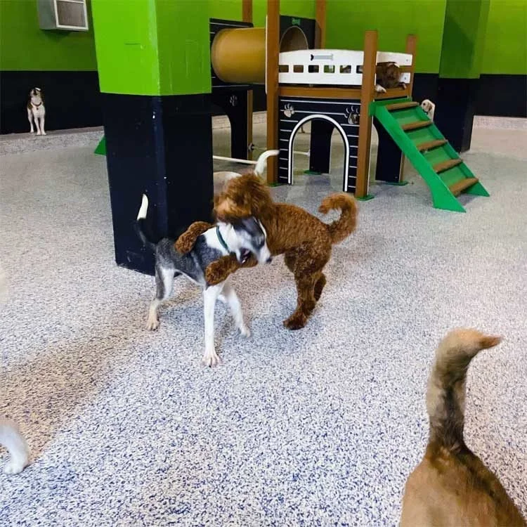 Two dogs playing in an indoor pet play area with a green and black play structure on a seamless coated floor.