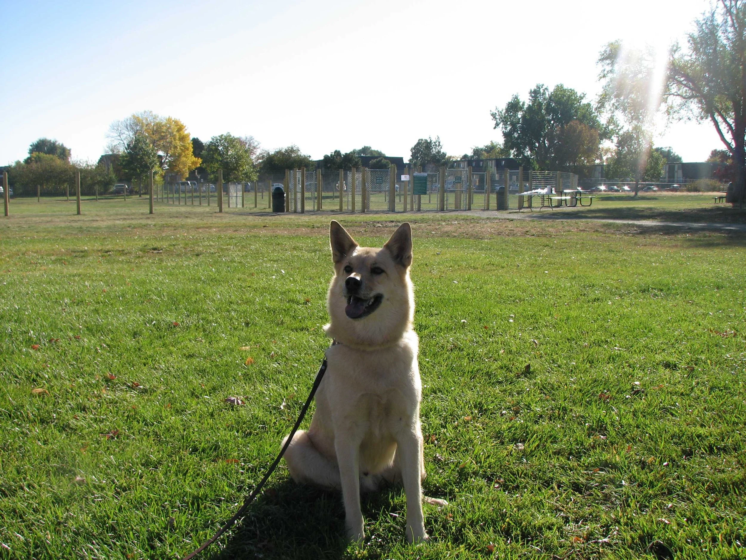 A happy dog sitting on the grass in a park with a fenced area and trees in the background on a sunny day.