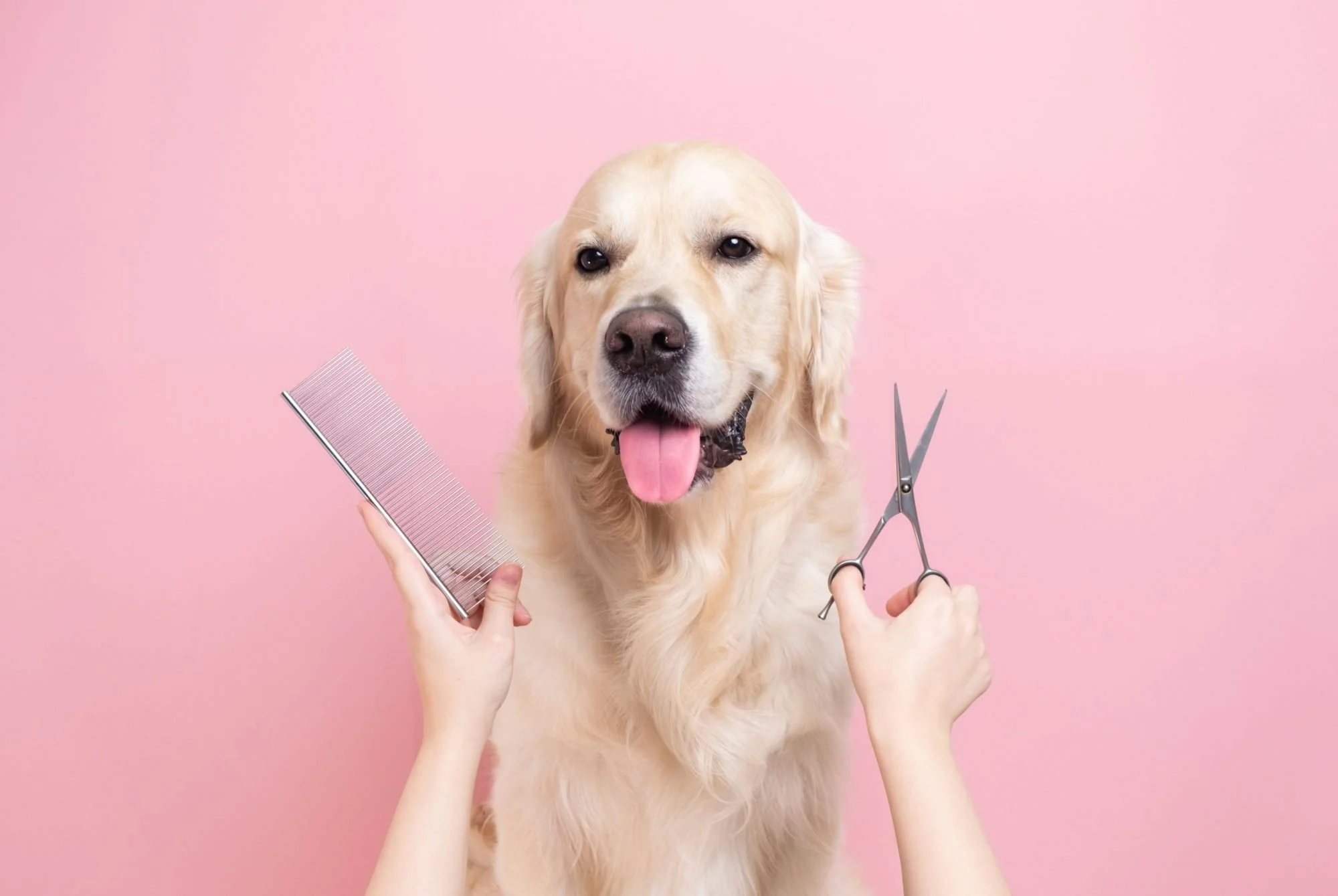 Golden retriever dog at a grooming salon with hands holding scissors and a comb in front of a pink background.