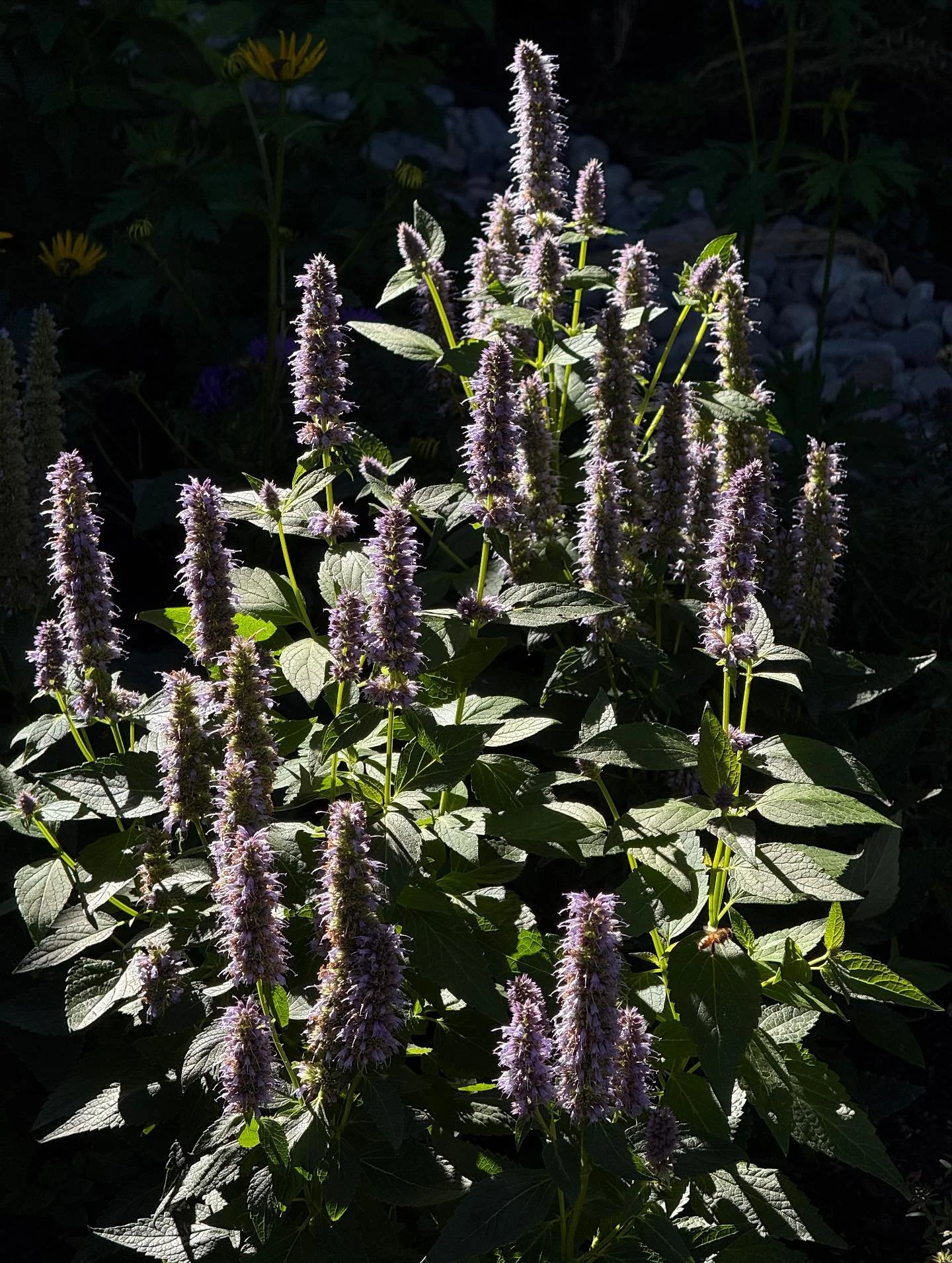 A photo deserving of a solo - backlit hyssop! 
#agrostisinc #landscapearchitecture #jacksonhole #wyoming #garden #landscape #landscapedesign #gardendesign #gardensofinstagram