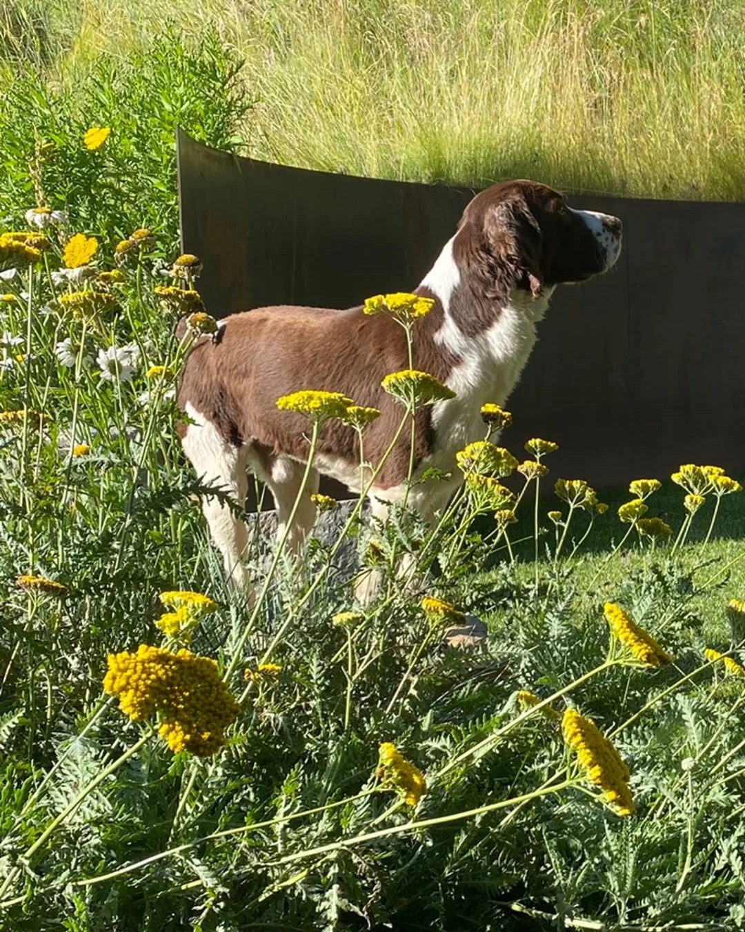 The main focus is of course the iron retaining wall curved to an organic form to frame a small courtyard…but also CUTE PUPPY IN THE FLOWERS!!! Odin is always a highlight to our days and projects 
#agrostisinc #landscapearchitecture #jacksonho