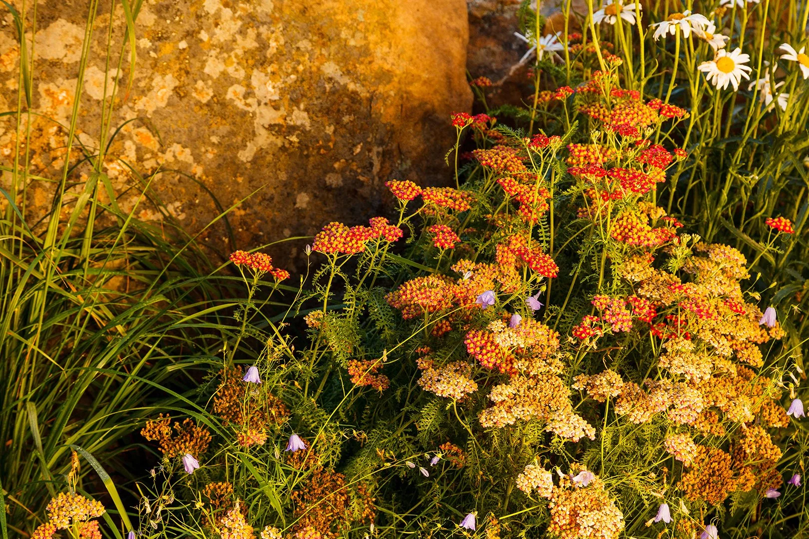 Phillips Ridge_9.jpg