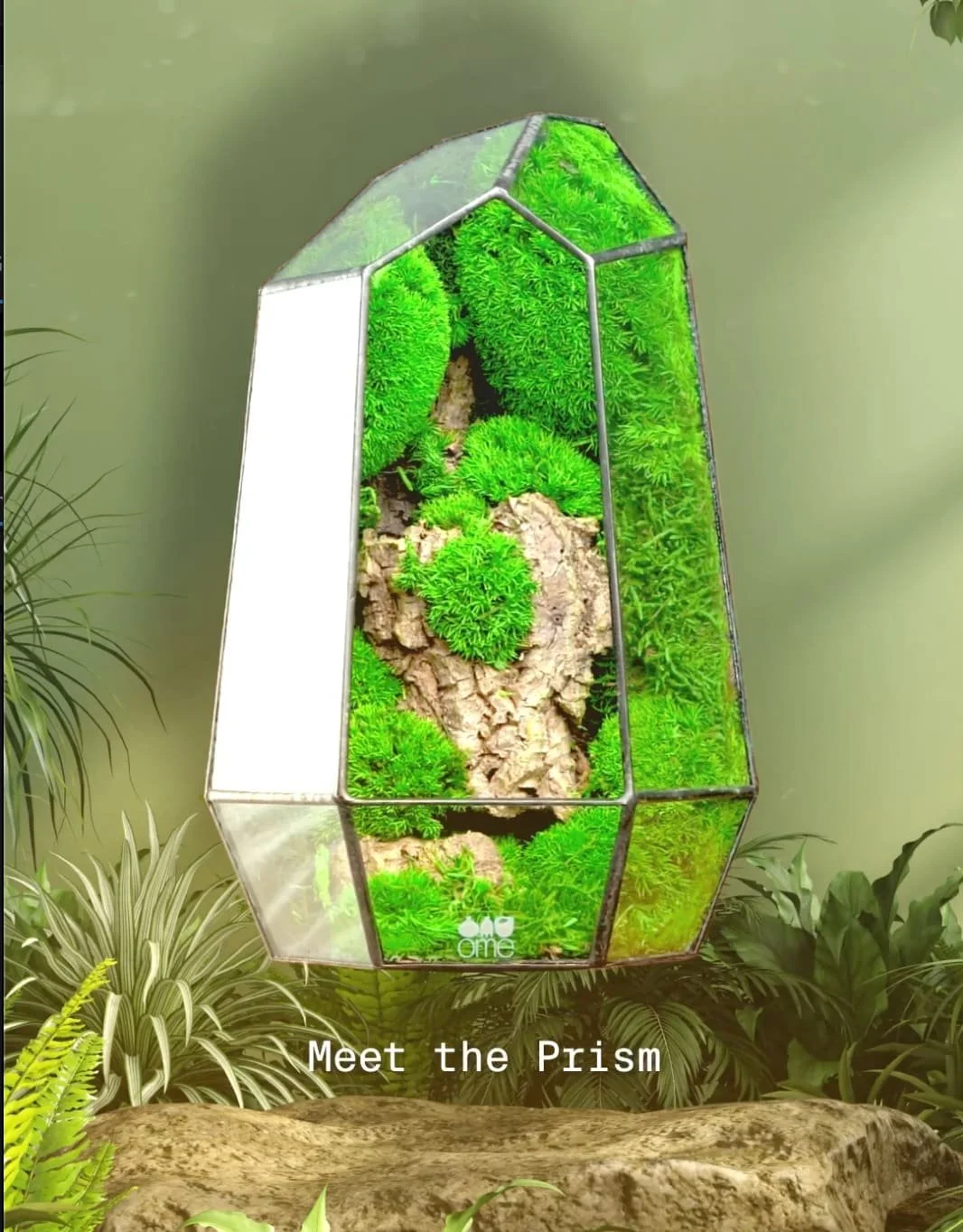 A prism-shaped glass terrarium containing green moss and bark, surrounded by lush indoor plants, with the text "Meet the Prism" at the bottom.