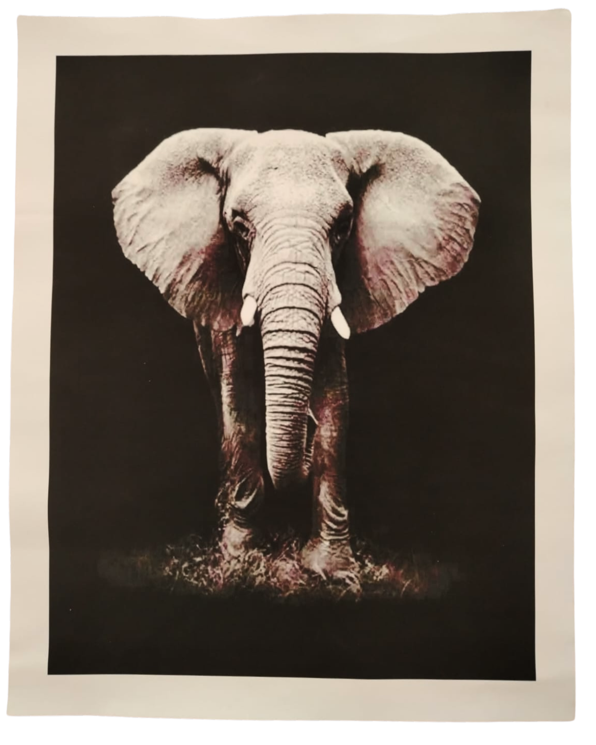 Black and white photo of an elephant with its ears spread wide, facing forward.