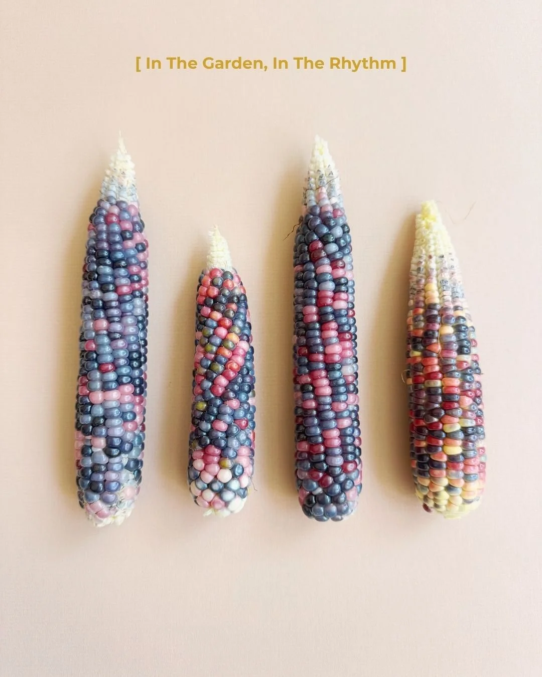 A simple harvest becomes a ritual of care. 🌽
Each morning in the garden &mdash; light, breath, memory, connection.

Read the full reflection on Substack &mdash; link in bio. 🌿

#YourSpaceYourStory #RitualsOfCare #KokoroHome #WellbeingThroughDesign 