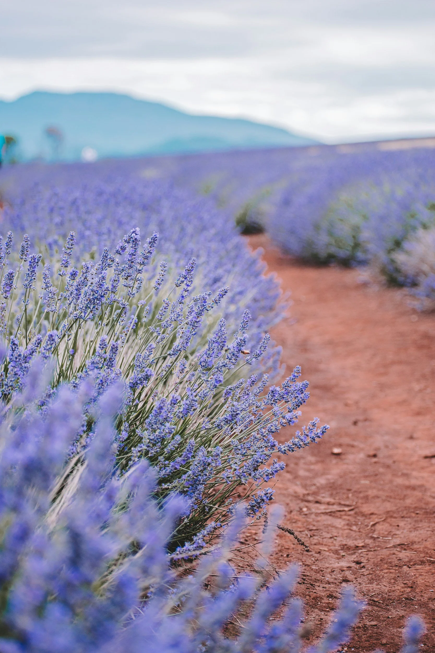 A scenic view of a lavender field with rows of blooming purple lavender plants and a dirt pathway in the middle, with mountains and cloudy sky in the background.