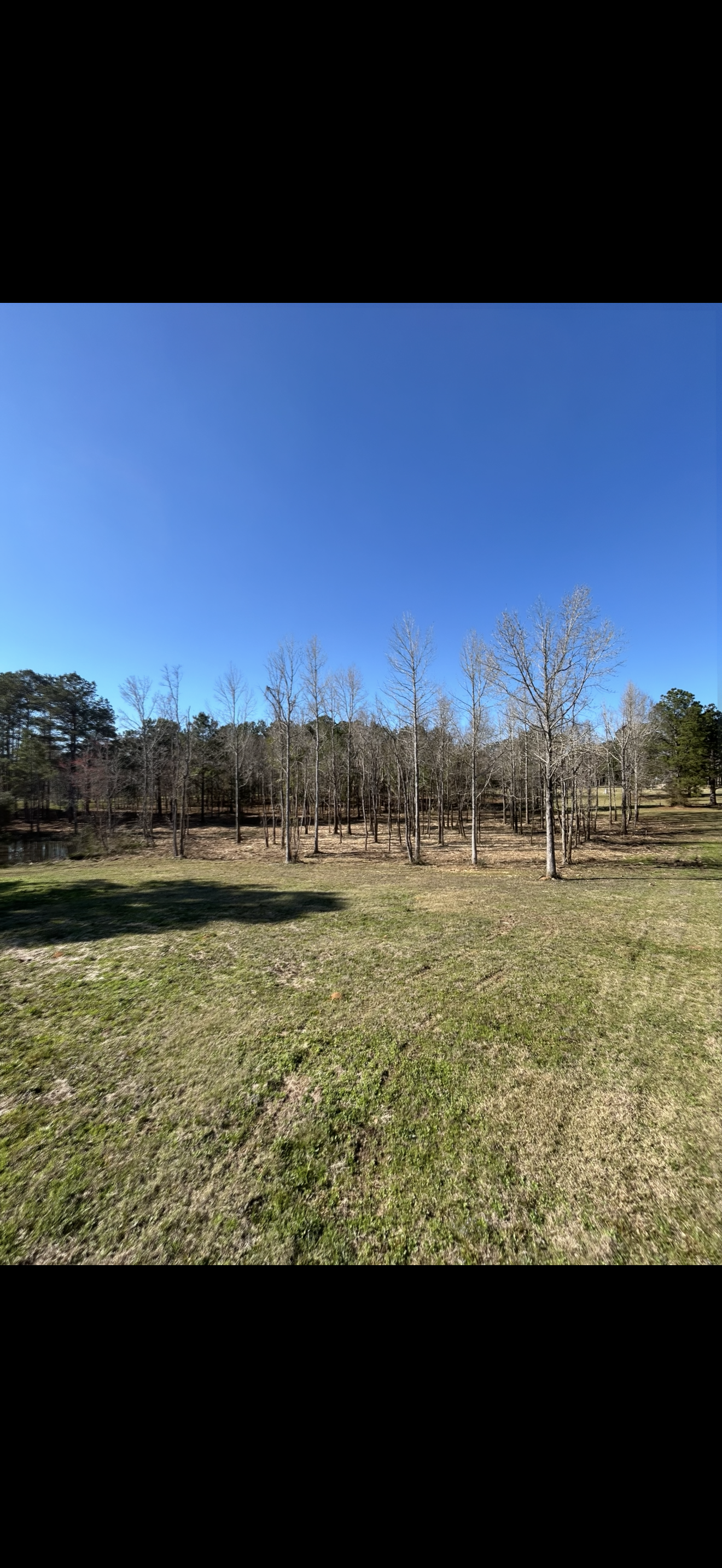 Fallen tree and uprooted stump in a forest with a log splitter machine nearby.