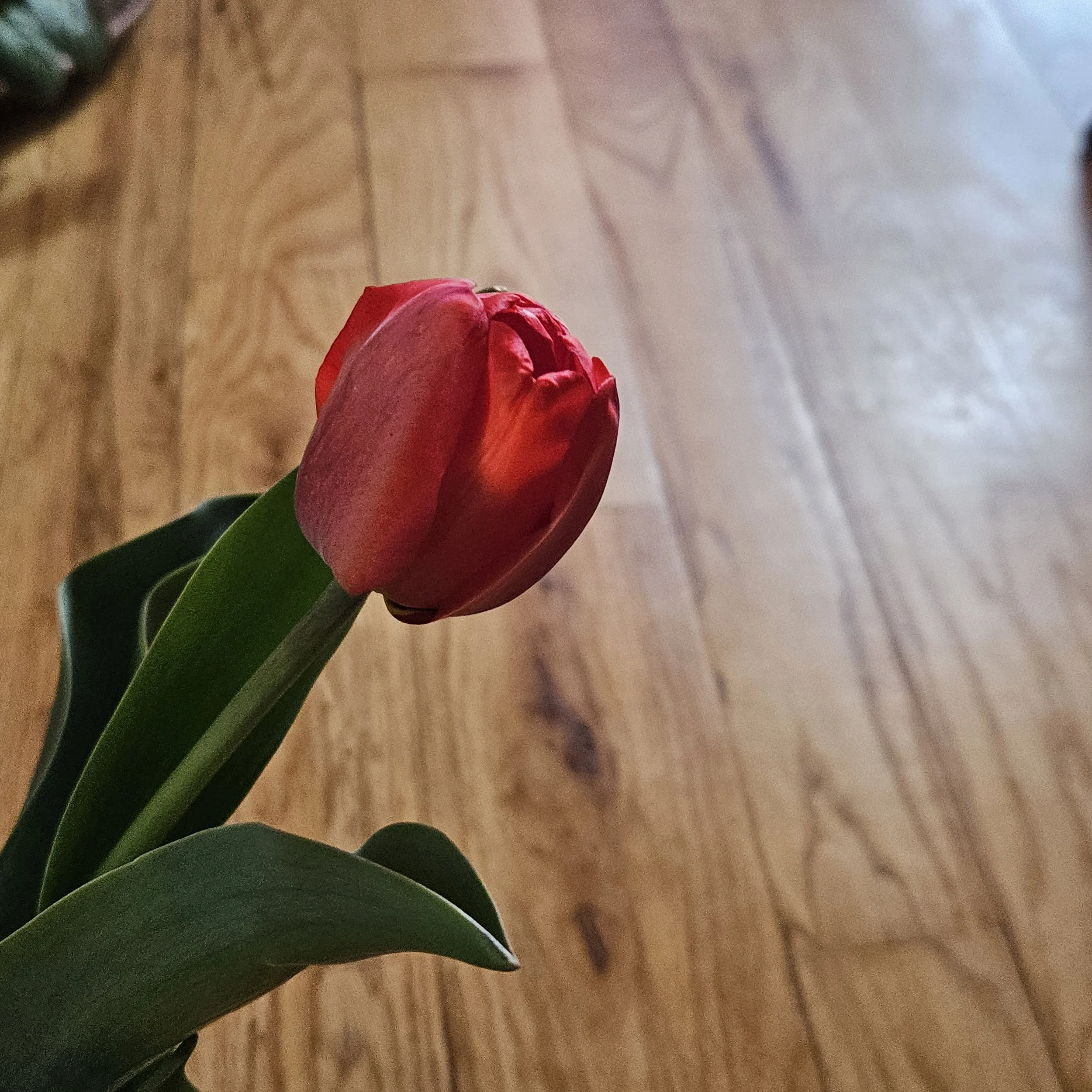 red tulip.jpg