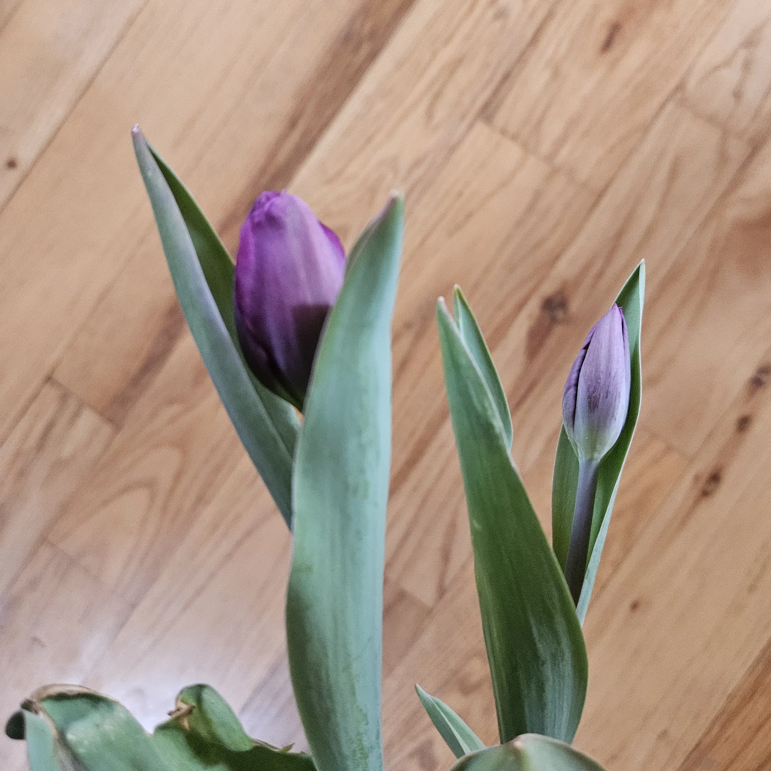 purple tulip.jpg