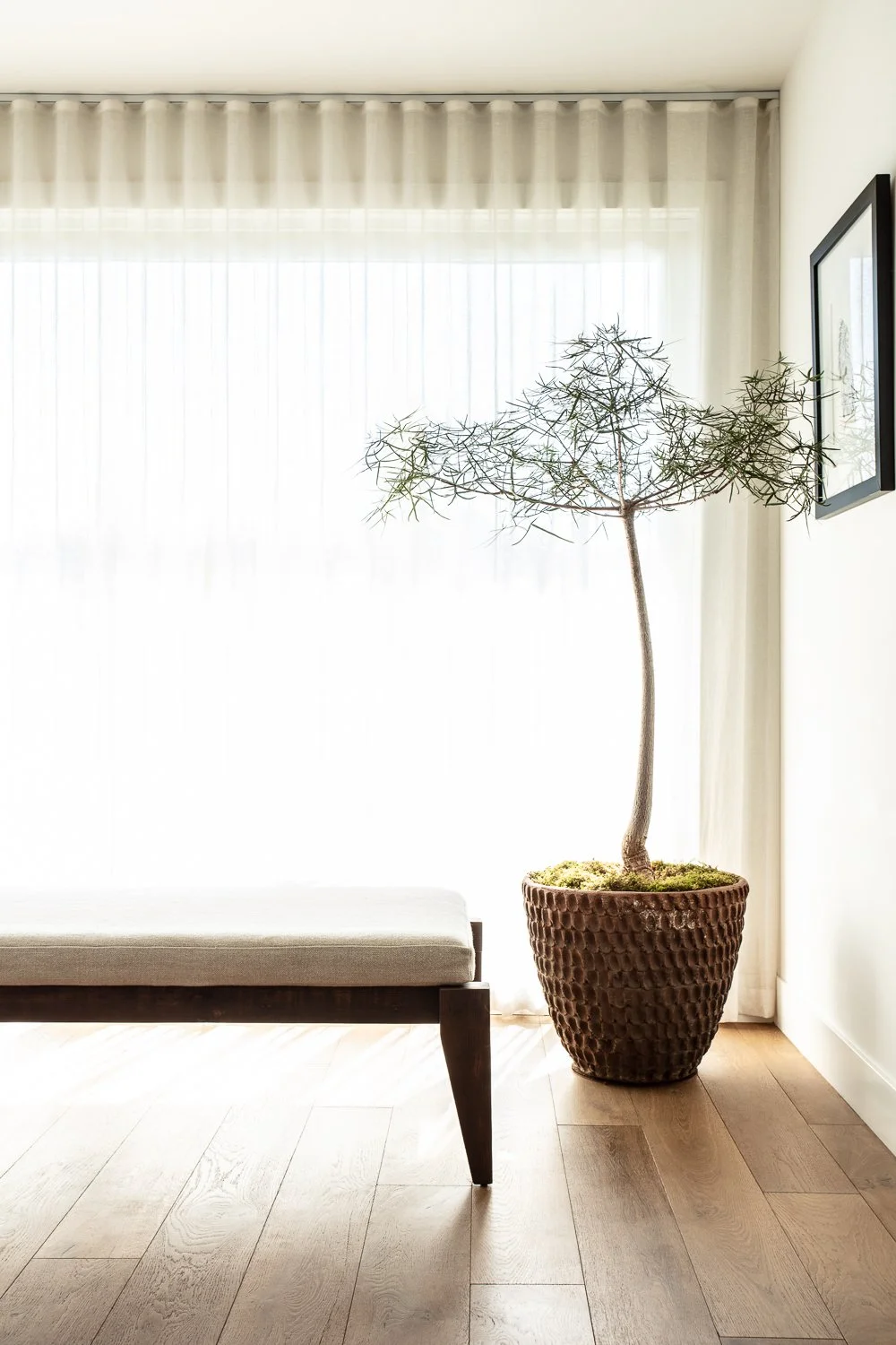 A potted indoor tree with sparse, thin leaves next to a window with sheer curtains and a framed picture on the wall.