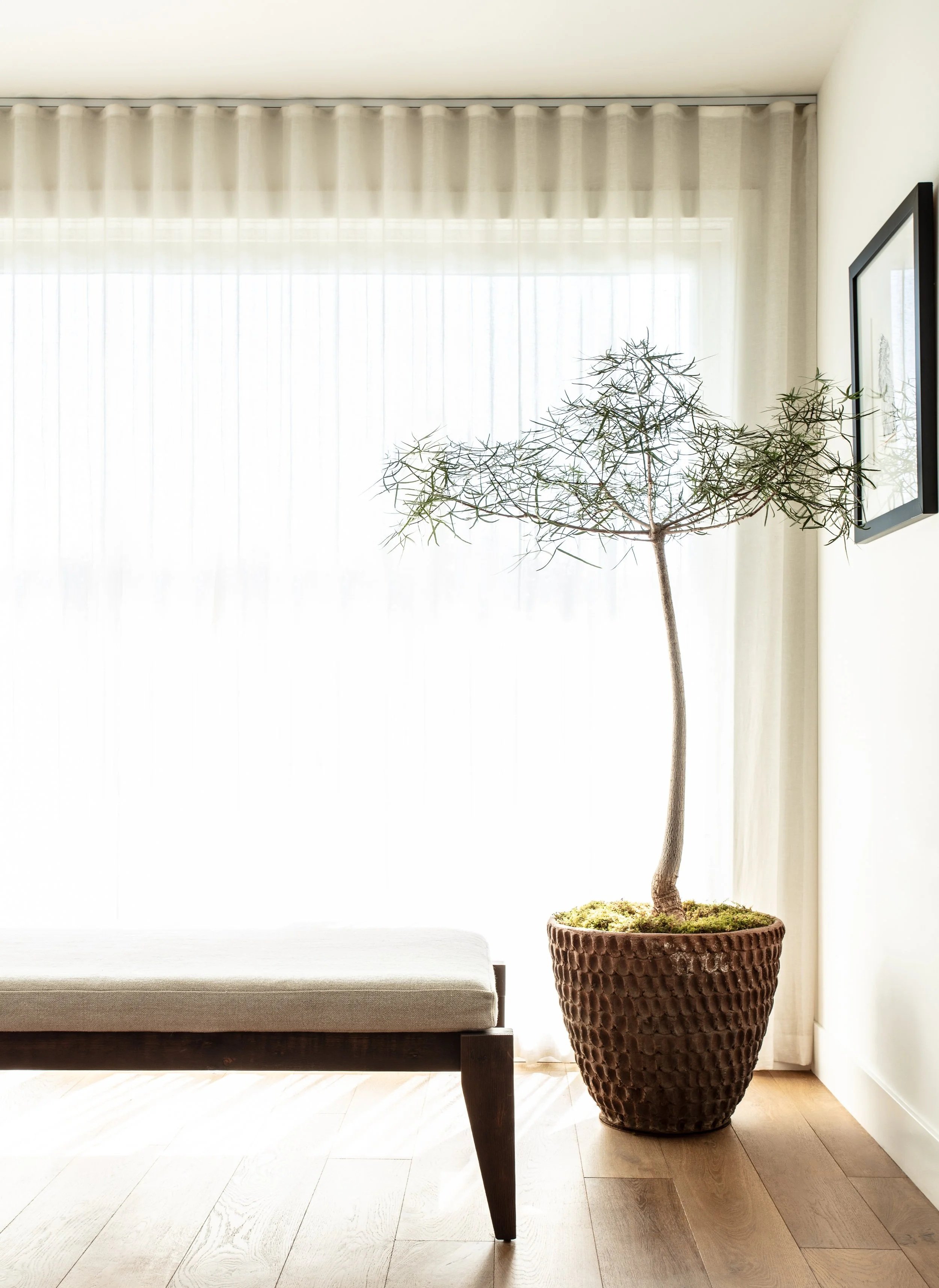 Interior with a potted tree, a window with light curtains, and a framed picture on the wall.