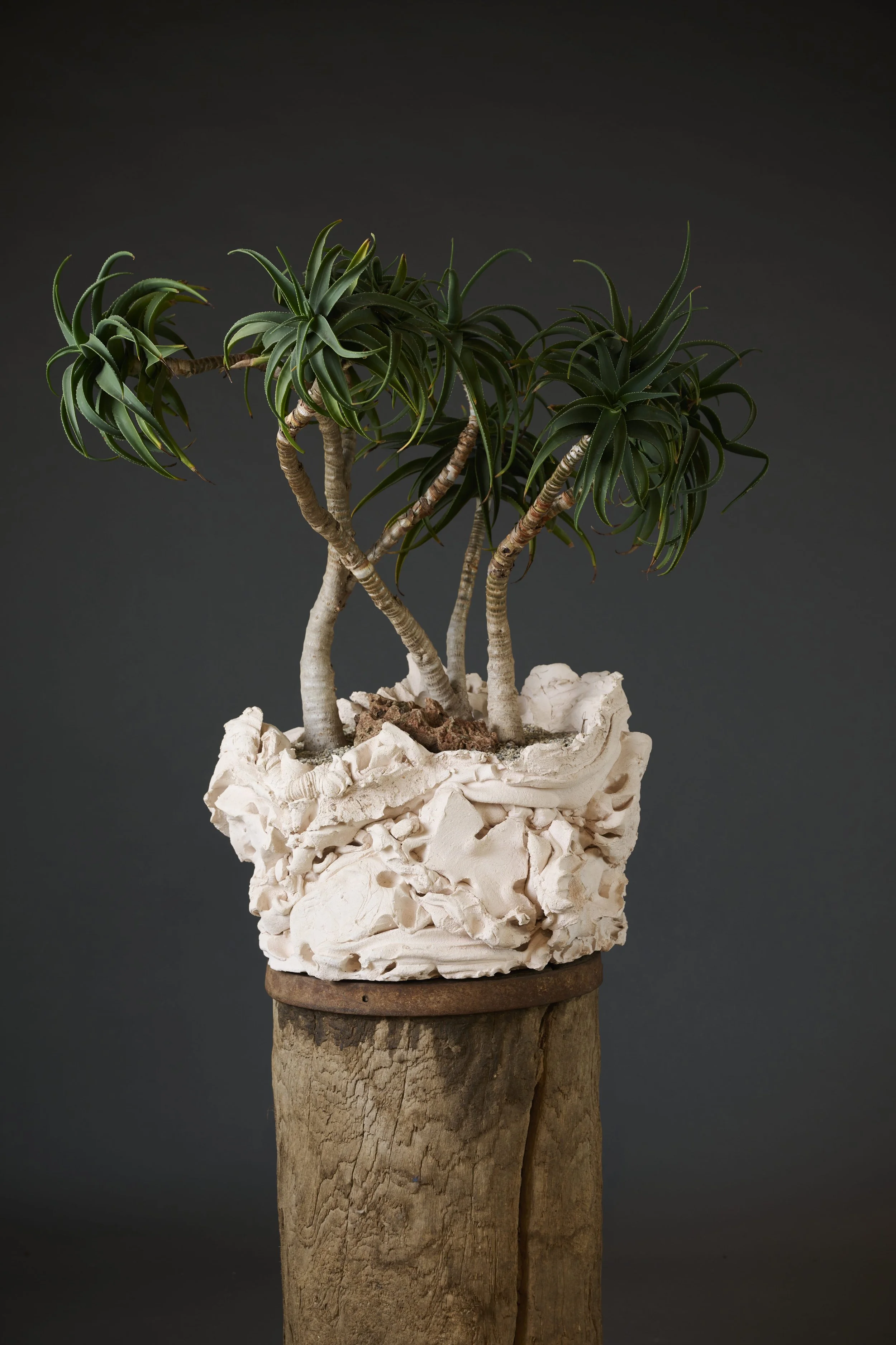 A potted plant with thick, woody stems and spiky green leaves, placed on a wooden surface against a dark background.