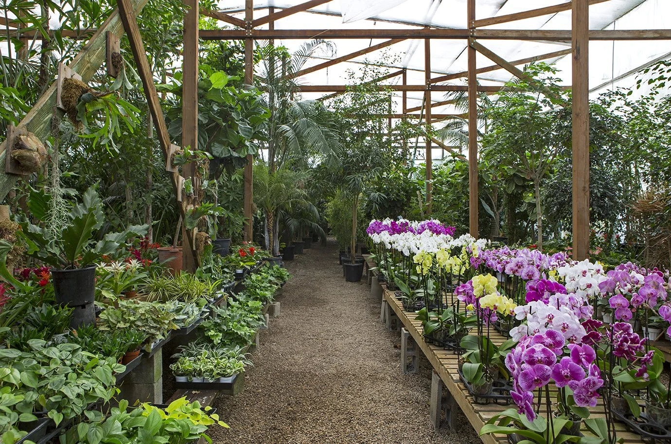 A greenhouse filled with potted plants and colorful orchids on wooden benches.