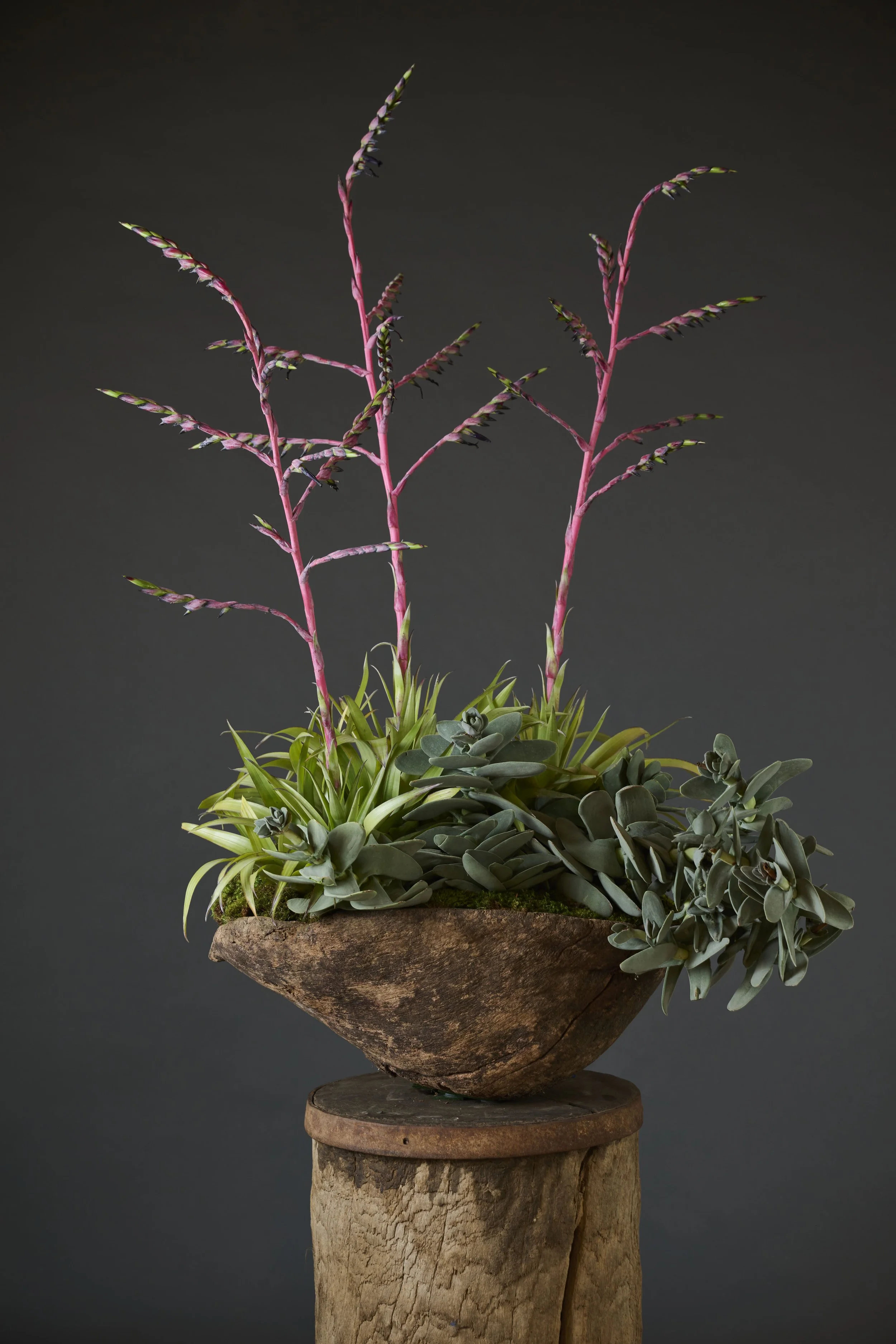 PlANTS SPECIALIST
