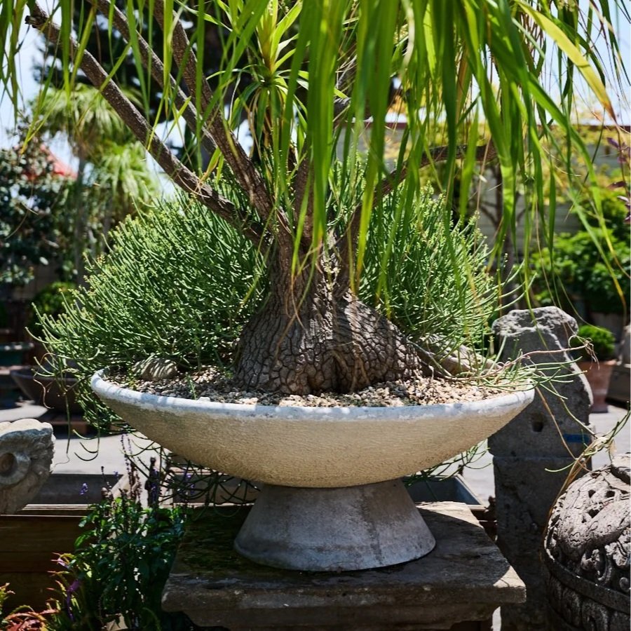 WILLY GUHL FIBERCEMENT BOWL