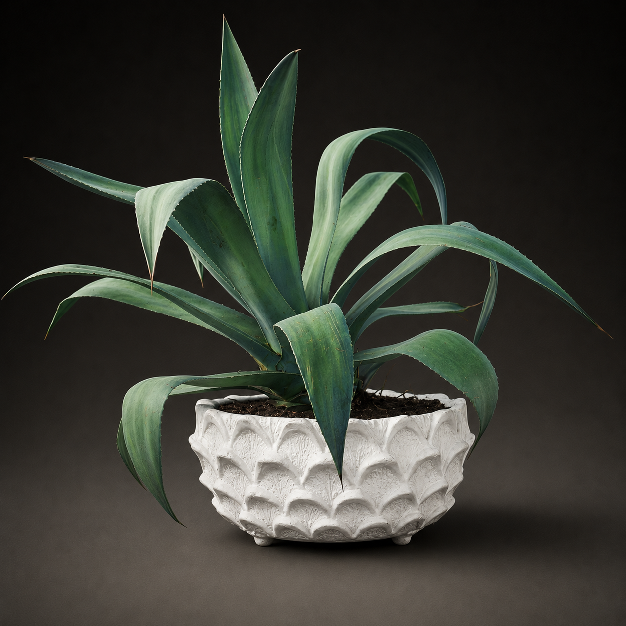 Scalloped Low Bowl