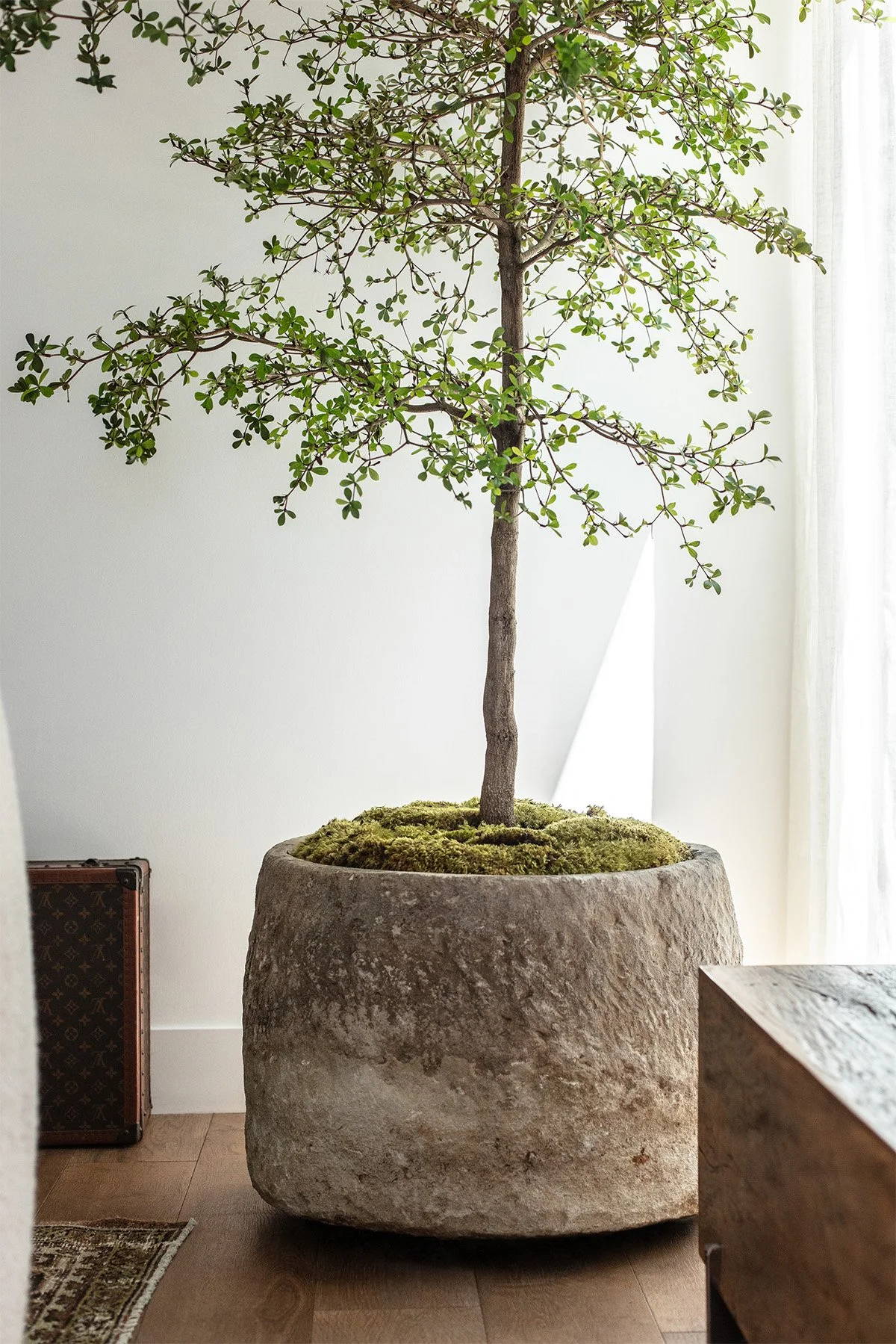 A tall indoor potted tree with green leaves in a large, textured stone planter near a window with sheer white curtains.