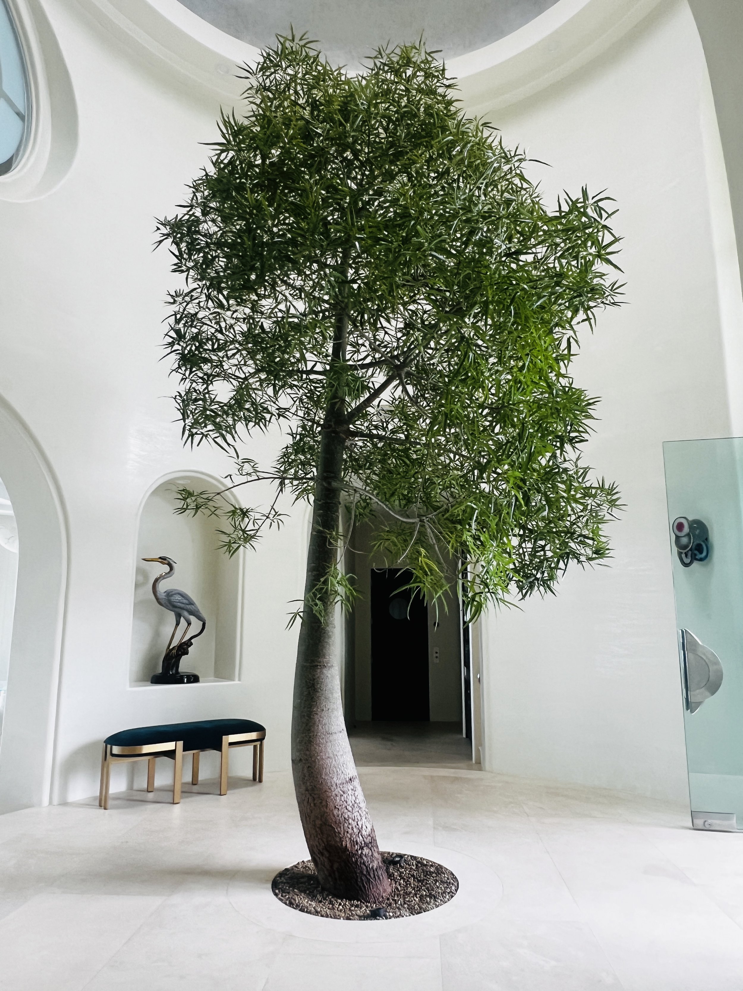 An indoor space with a tall, thin tree growing through the floor in a circular hole, surrounded by white walls and light-colored flooring. There is a small bench with a dark cushion, a decorative bird sculpture on a shelf, and a glass panel with colorful objects attached to it.