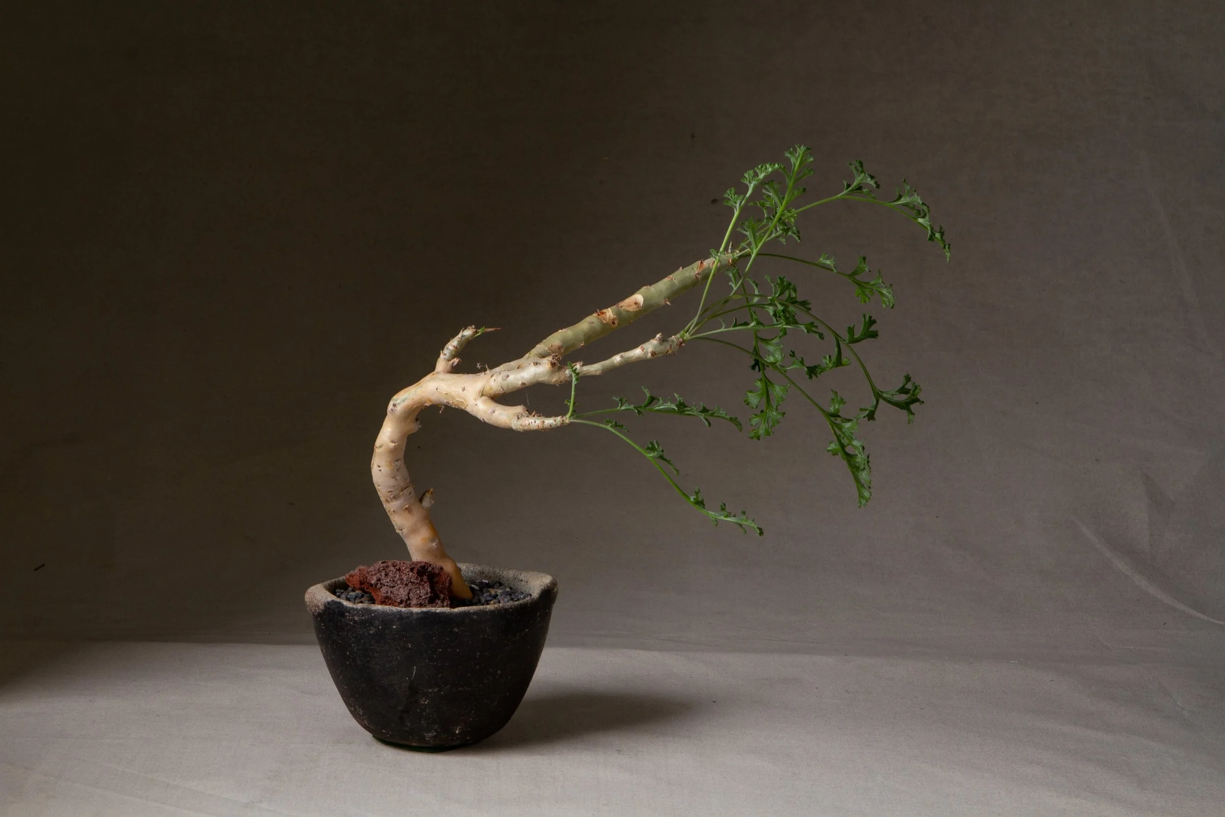 A bonsai tree with green leaves in a black pot on a beige surface.