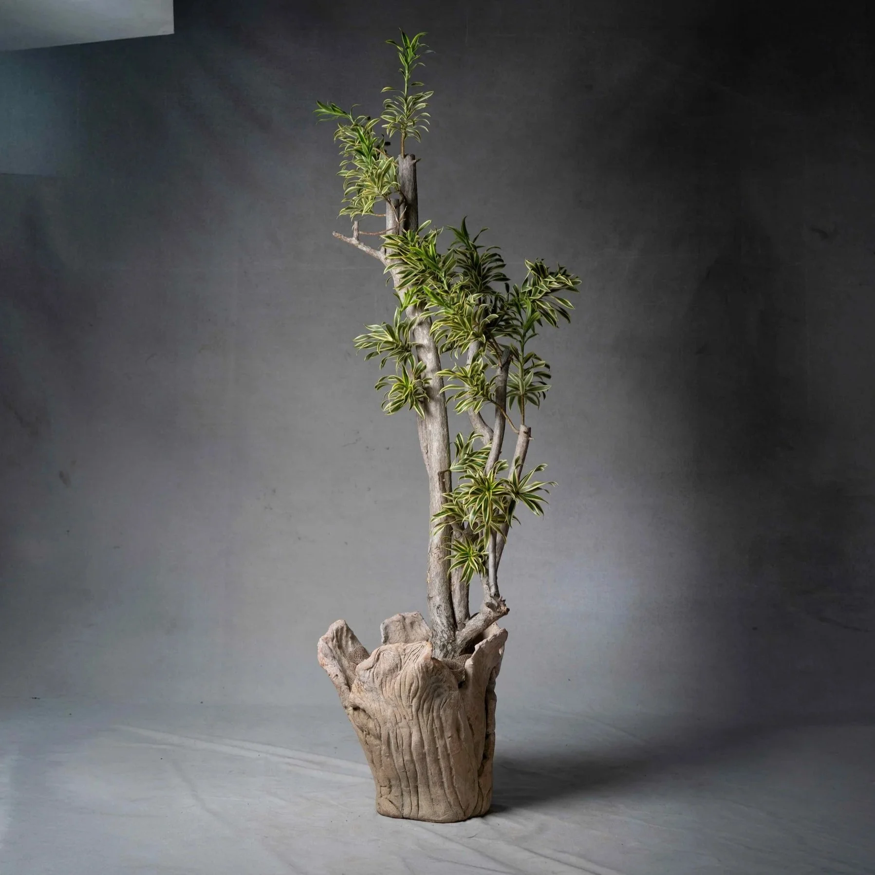 IG19349+Cabbage+shape+1900++mould+Terra+Cotta++planters++limestone+white+wash+22%27%27D+x+26%27%27H+%286%29_11zon.jpg