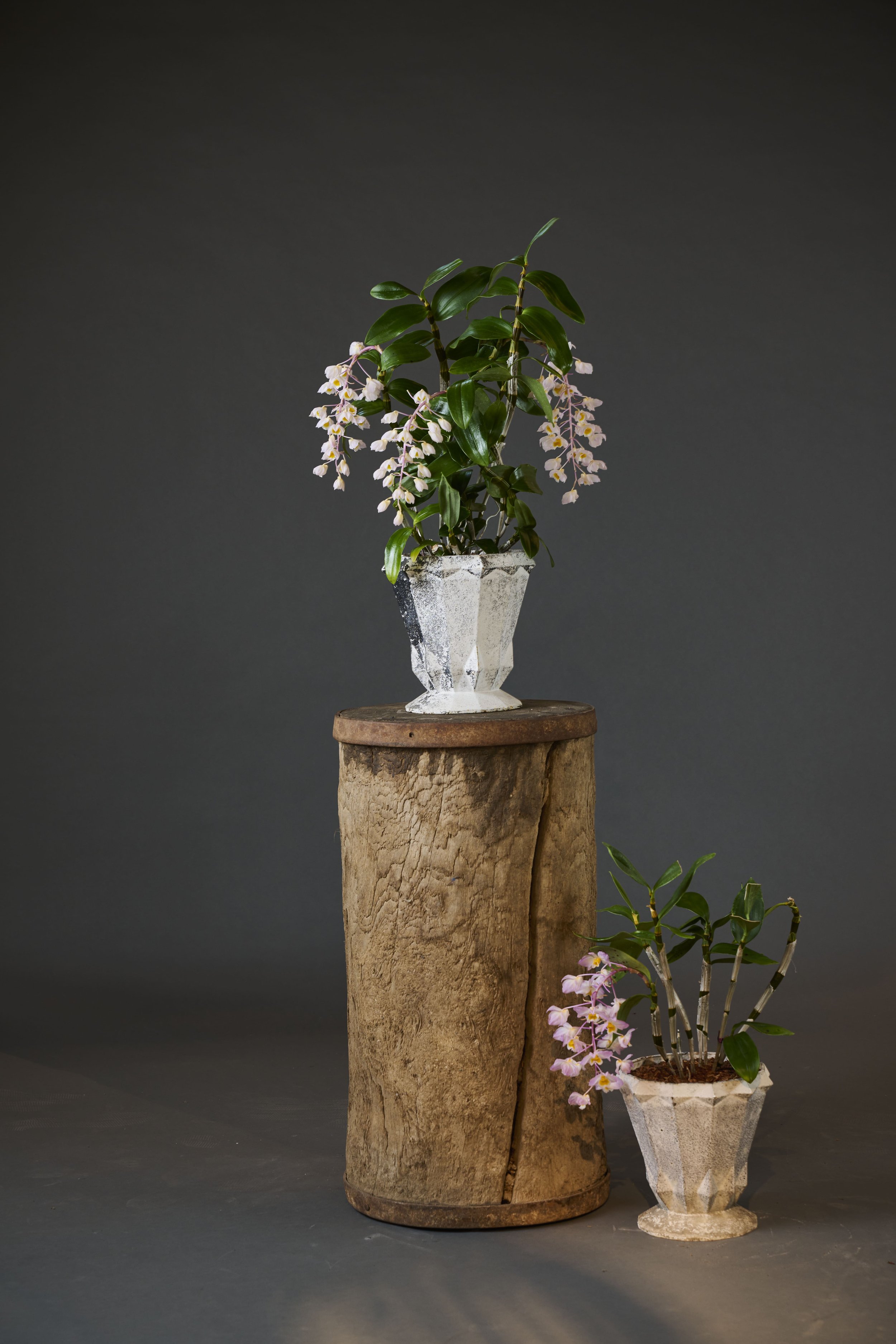Two potted plants with pink flowers, one placed on a tall wooden stump and the other beside it, against a plain dark background.