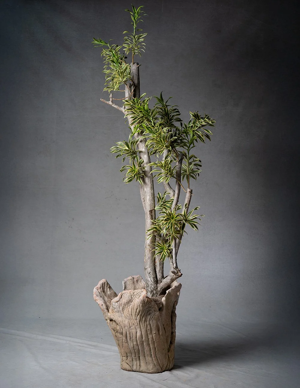 IG19349 Cabbage shape 1900  mould Terra Cotta  planters  limestone white wash 22''D x 26''H $3250 (6).JPG