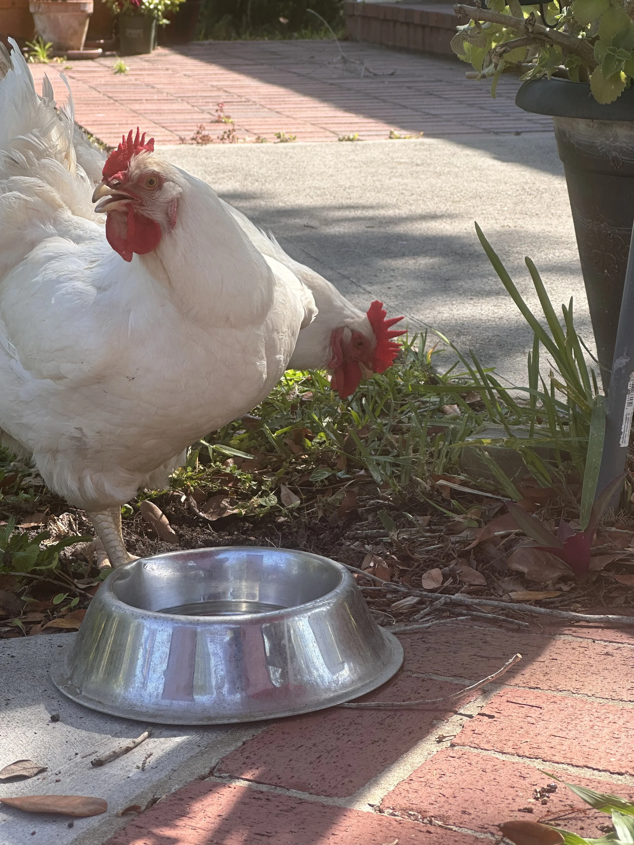 Two white chickens with red combs near a metal water bowl outdoors, surrounded by plants and a brick-paved area.